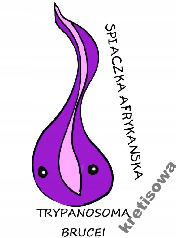 

Męska Koszulka Wirusy Mikroby Wzory Hit w3a