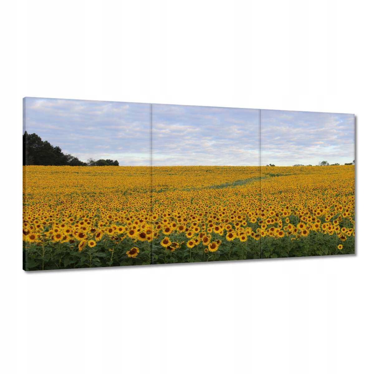 Obrazy 180x90 Pole slnečníc