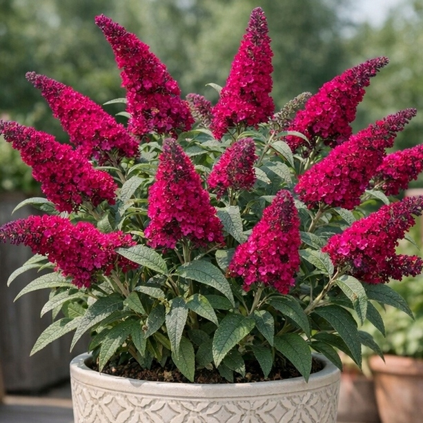 BUDLEJA DAVIDA ROYAL RED MOTYLI KRZEW BURGUNDOWA SADZONKA W DONICZCE P9