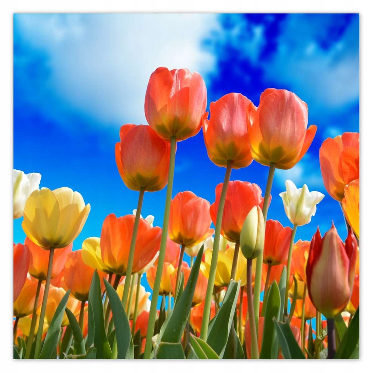 Fototapety 312x312 Barevné tulipány
