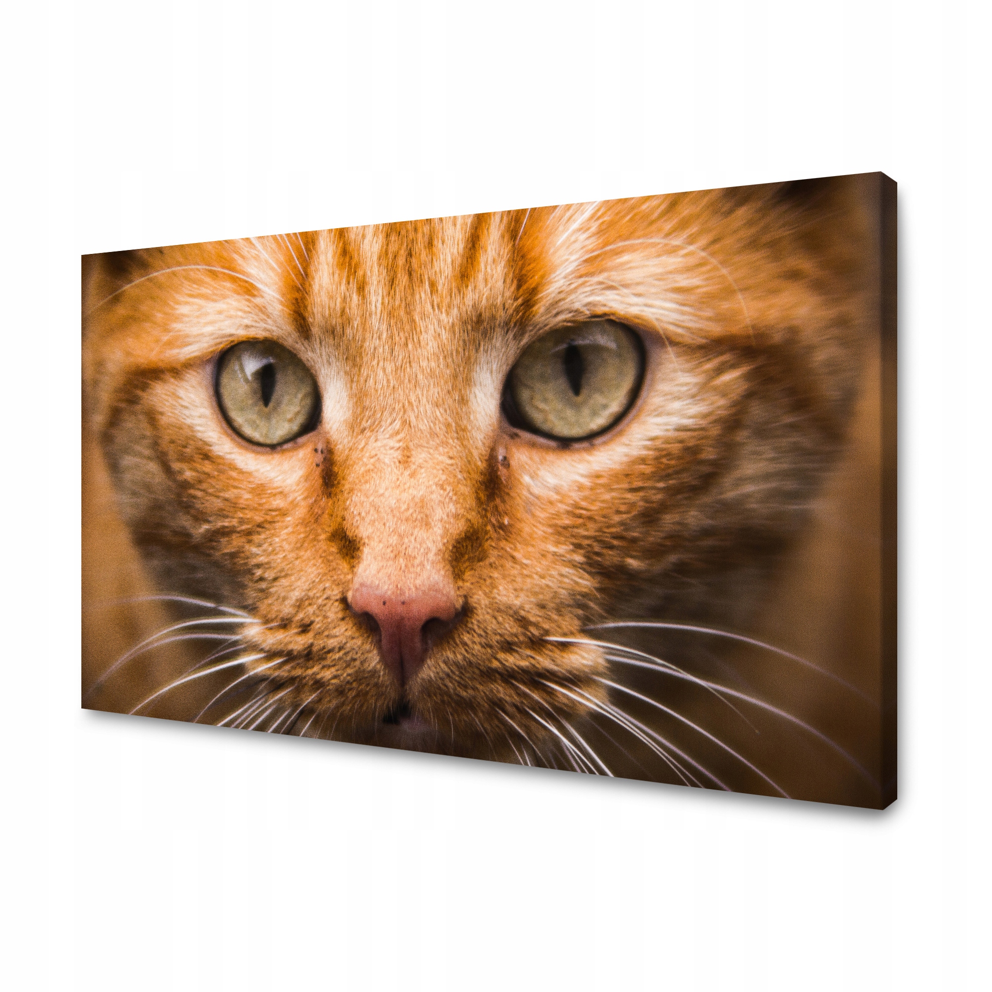 Obraz na plátně Tvář kočky zblízka 80x50