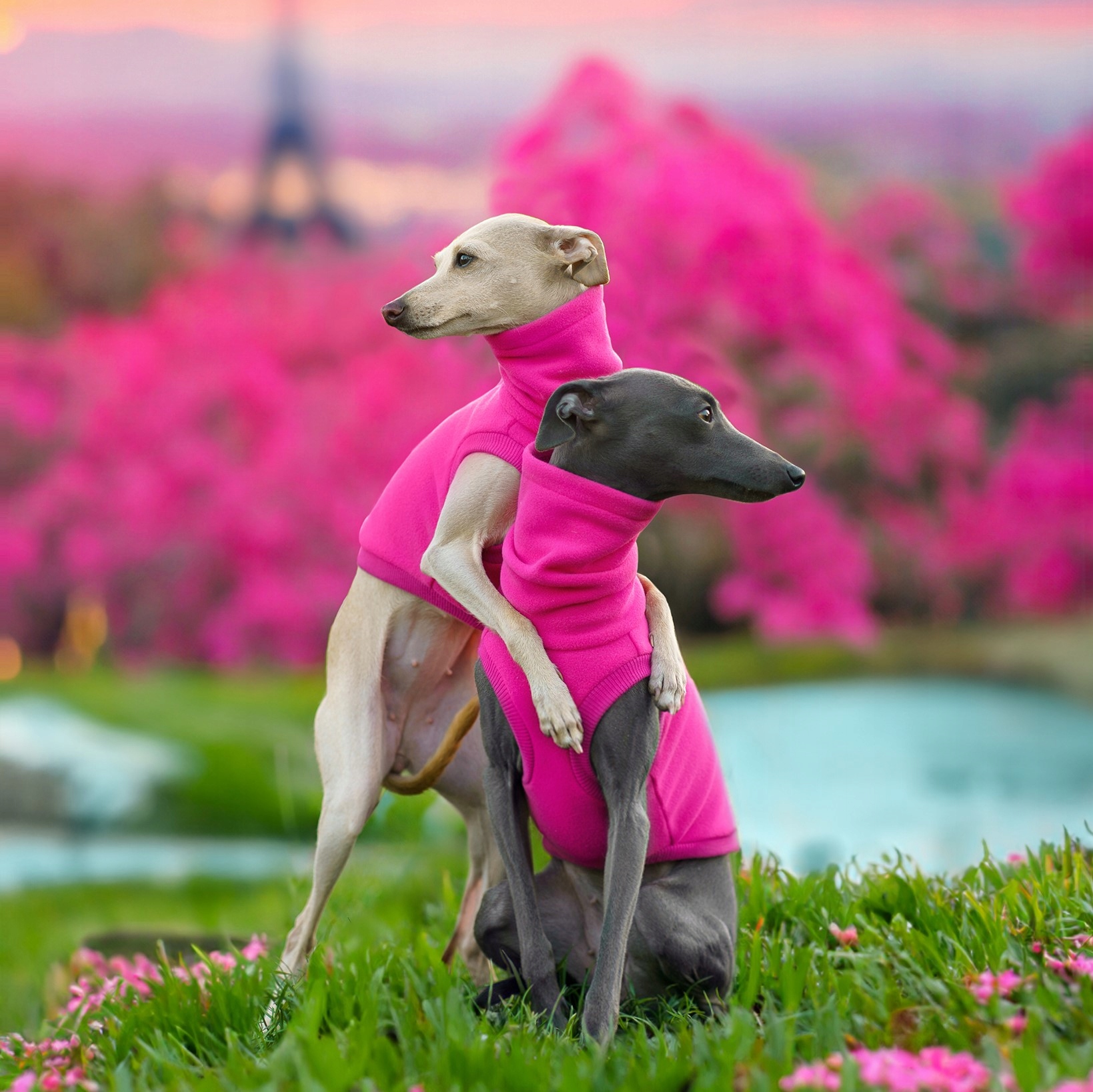 Levně Oblečení pro italského chrtíka Fleecová mikina bez rukávů