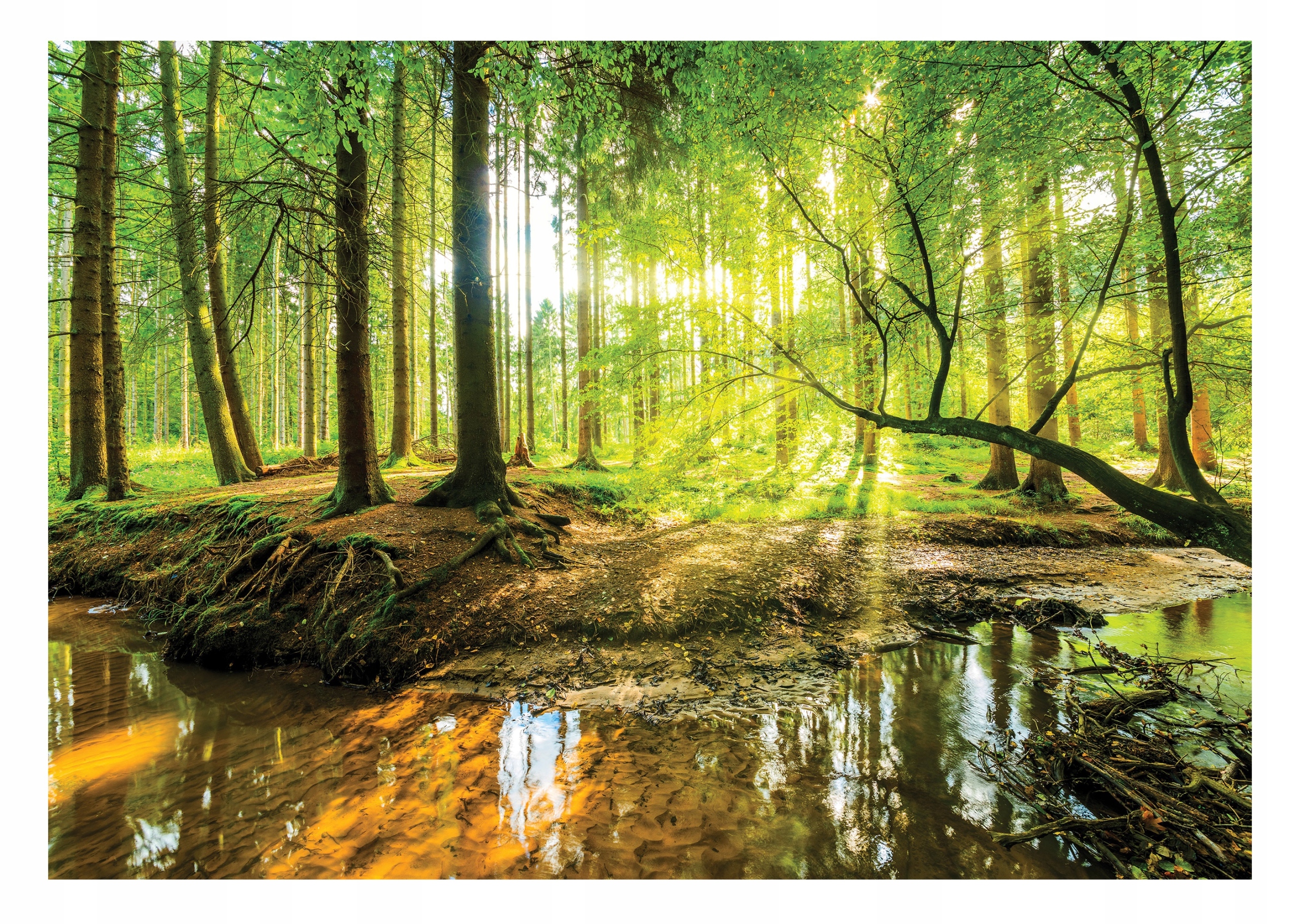 Fototapeta Zelený Les 3D Stromy Krajina 208x146