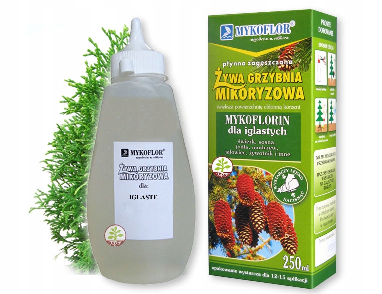 

Grzybnia Dla Drzew Iglastych mikoryza