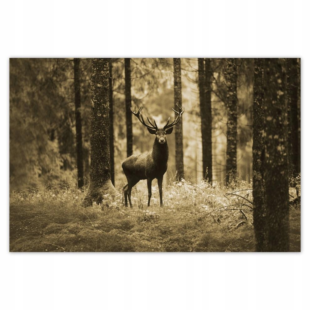 

Plakat 93x62 Jeleń w lesie Sepia