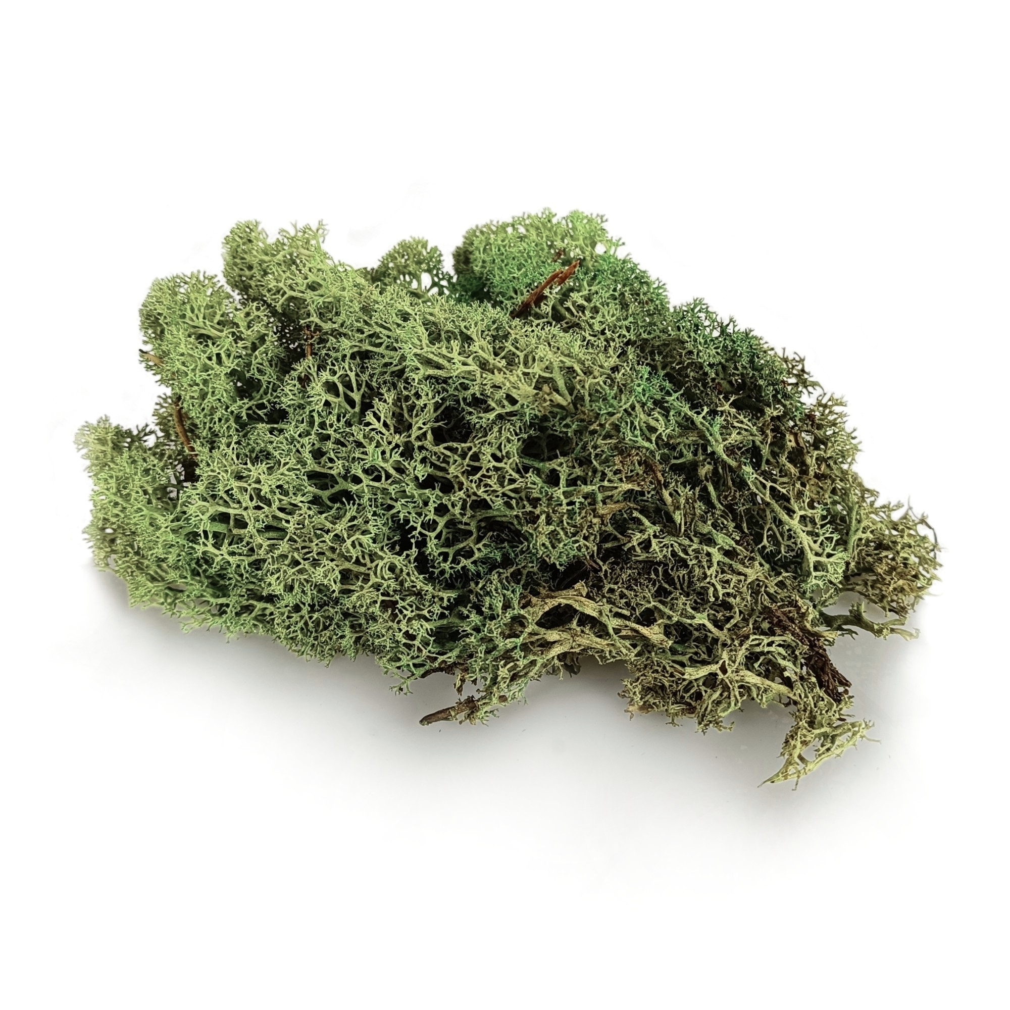 Mech Chrobotek reniferowy NORWESKI zielony mix 500g DEKORACYJNY OZDOBNY Rodzaj mech chrobotek