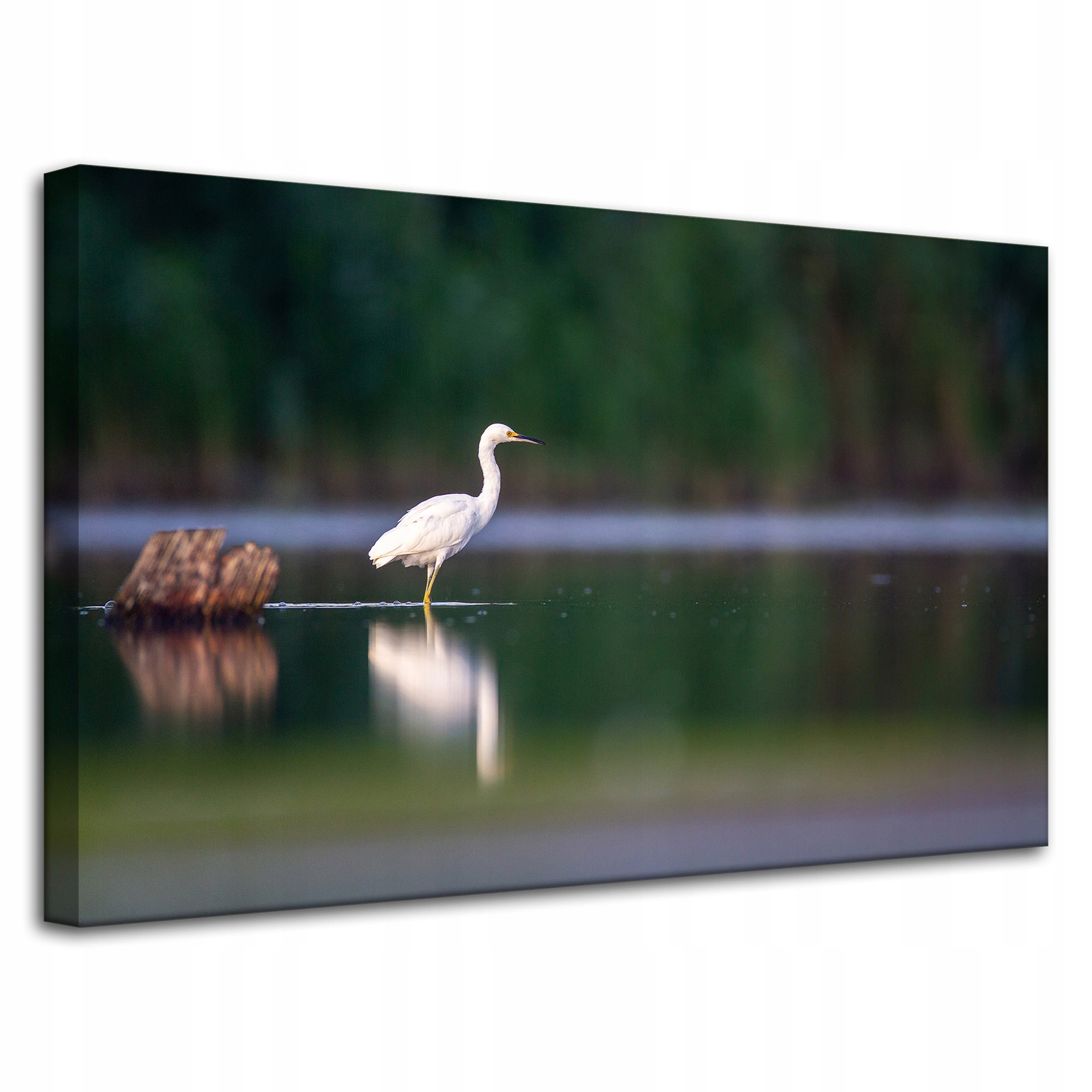 Obraz Canvas Zvířata Čapla Bílý pták 80x50 cm