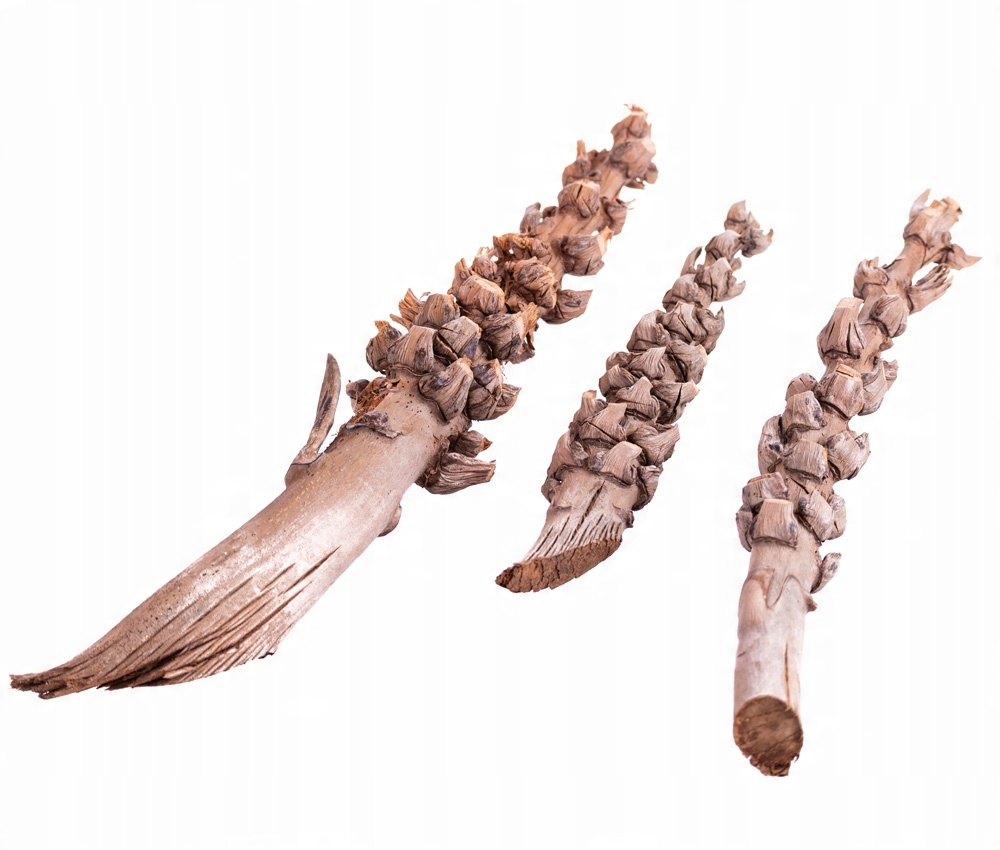 

Coco bunch 3 szt natura Susz dekoracyjny Gałęzie