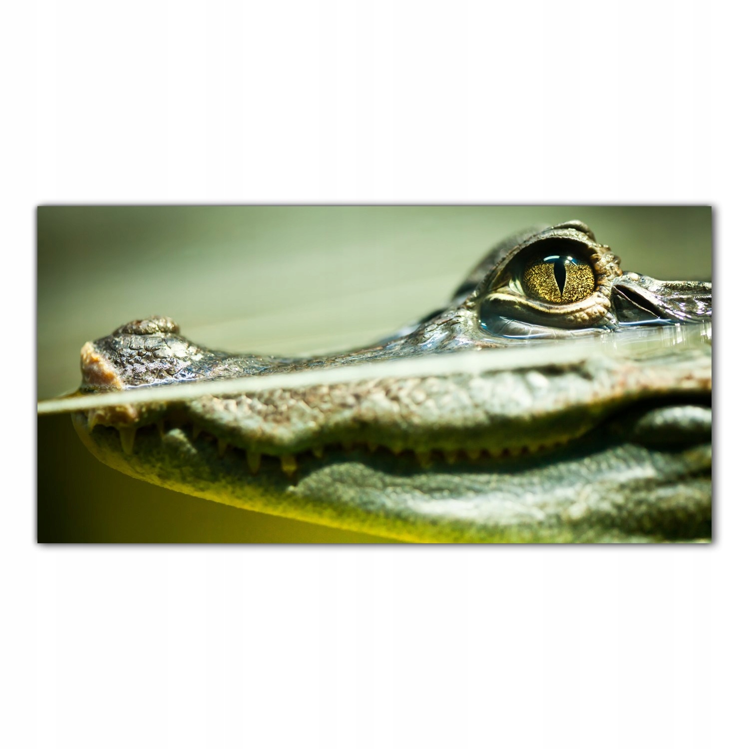

Hartowany Obraz Szklany Aligator Krokodyl 140x70