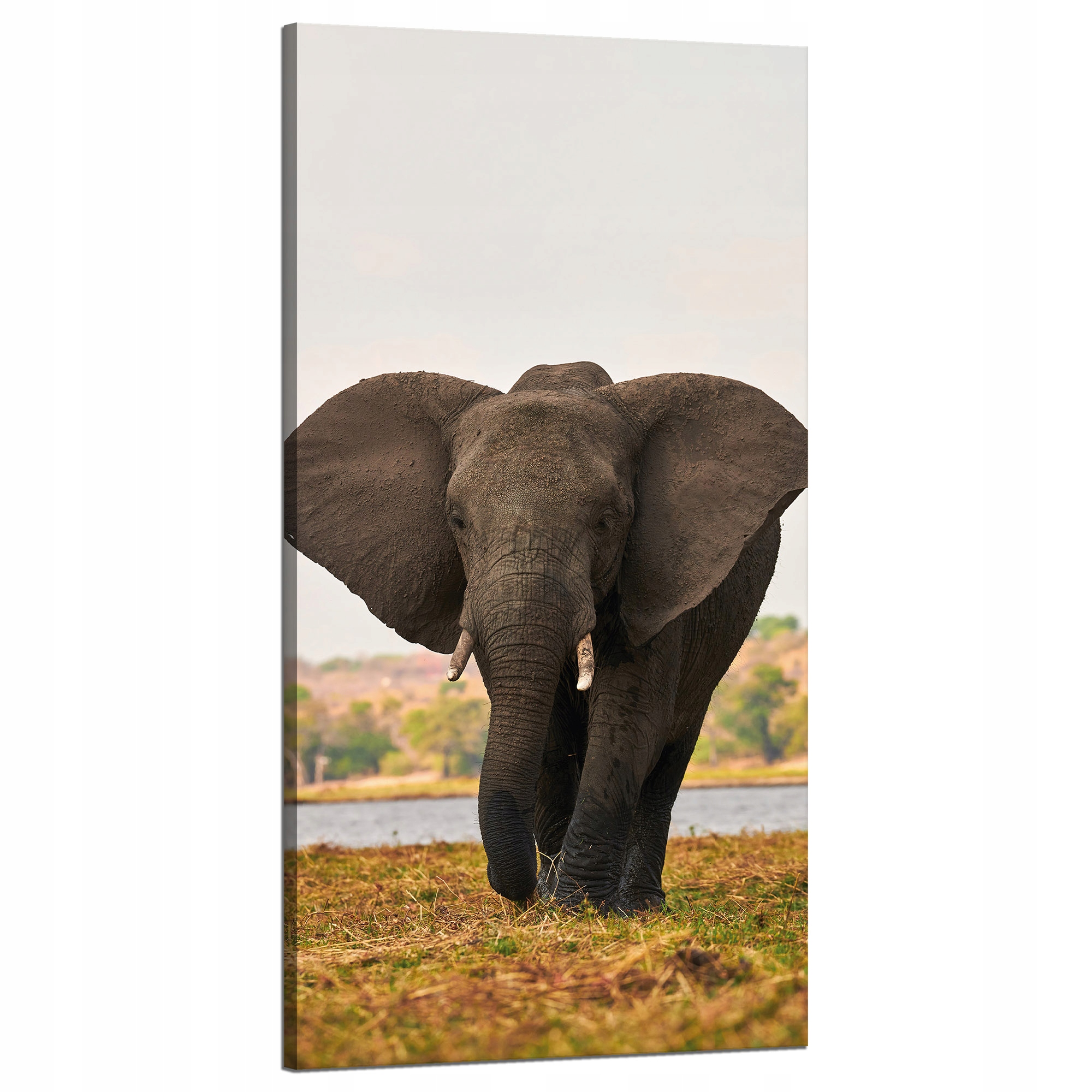 Obraz na plátně Velký šedý slon na savaně 60 x 120 cm Ideální jako dárek