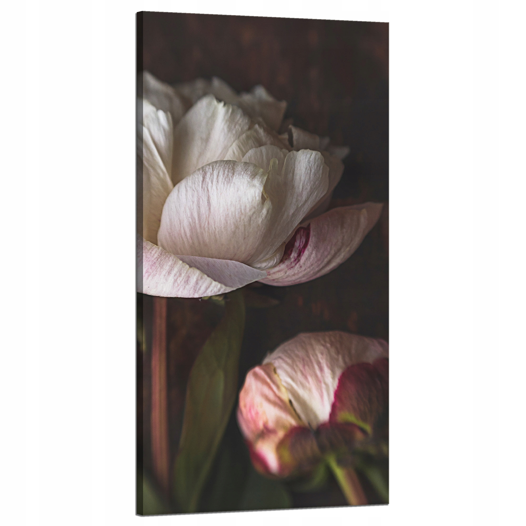 Obraz na plátně Bílý Květ Příroda Vintage Retro 60x120