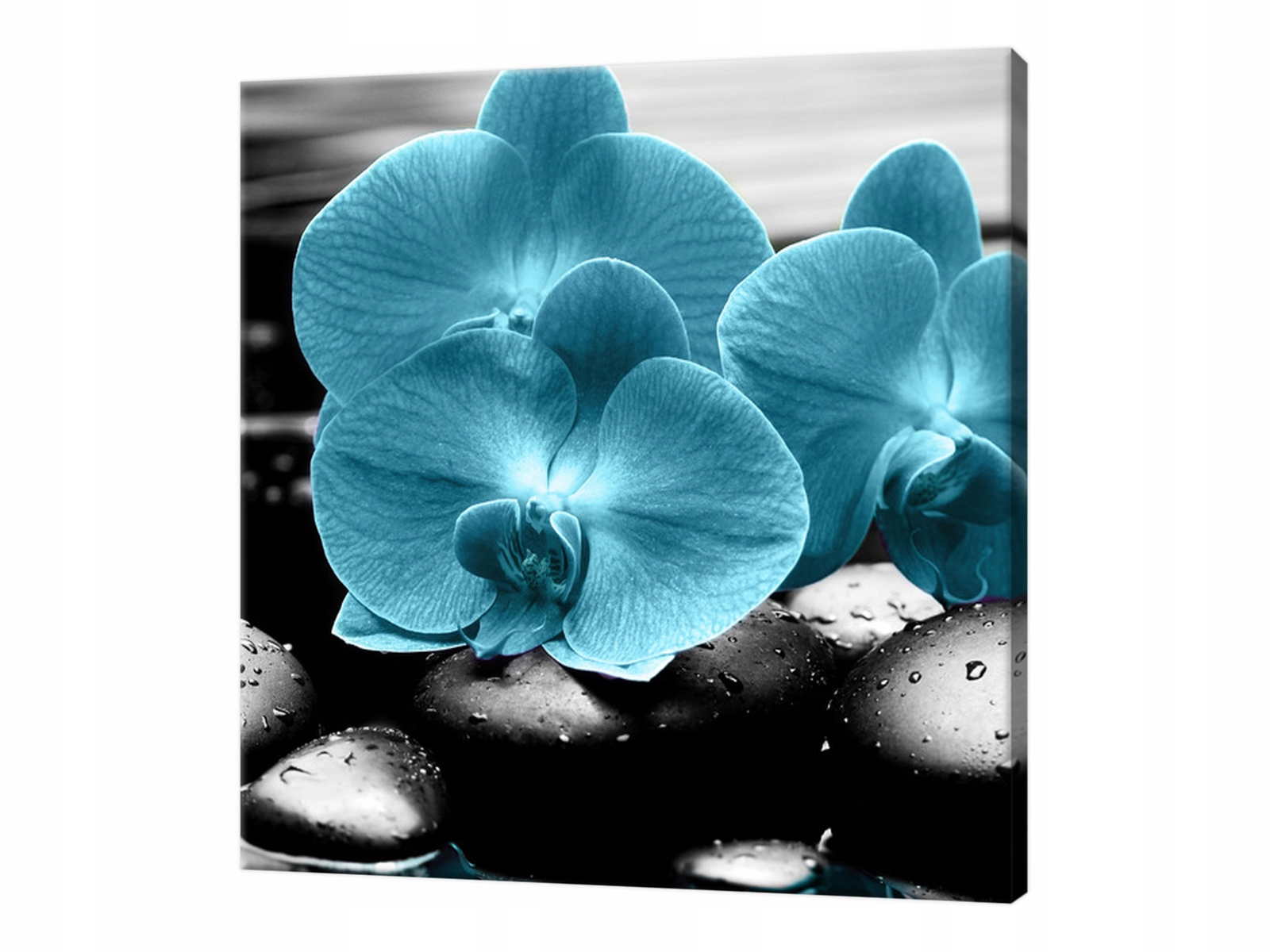 

Fotoobraz 30x30cm Storczyk i kamienie