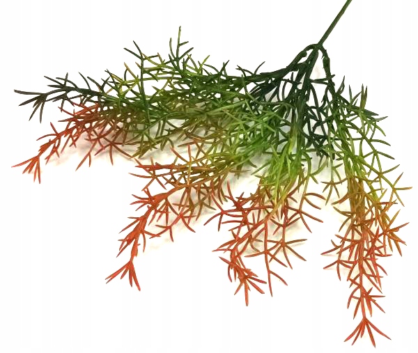 ASPARAGUS Gałązka trawa bukiet red