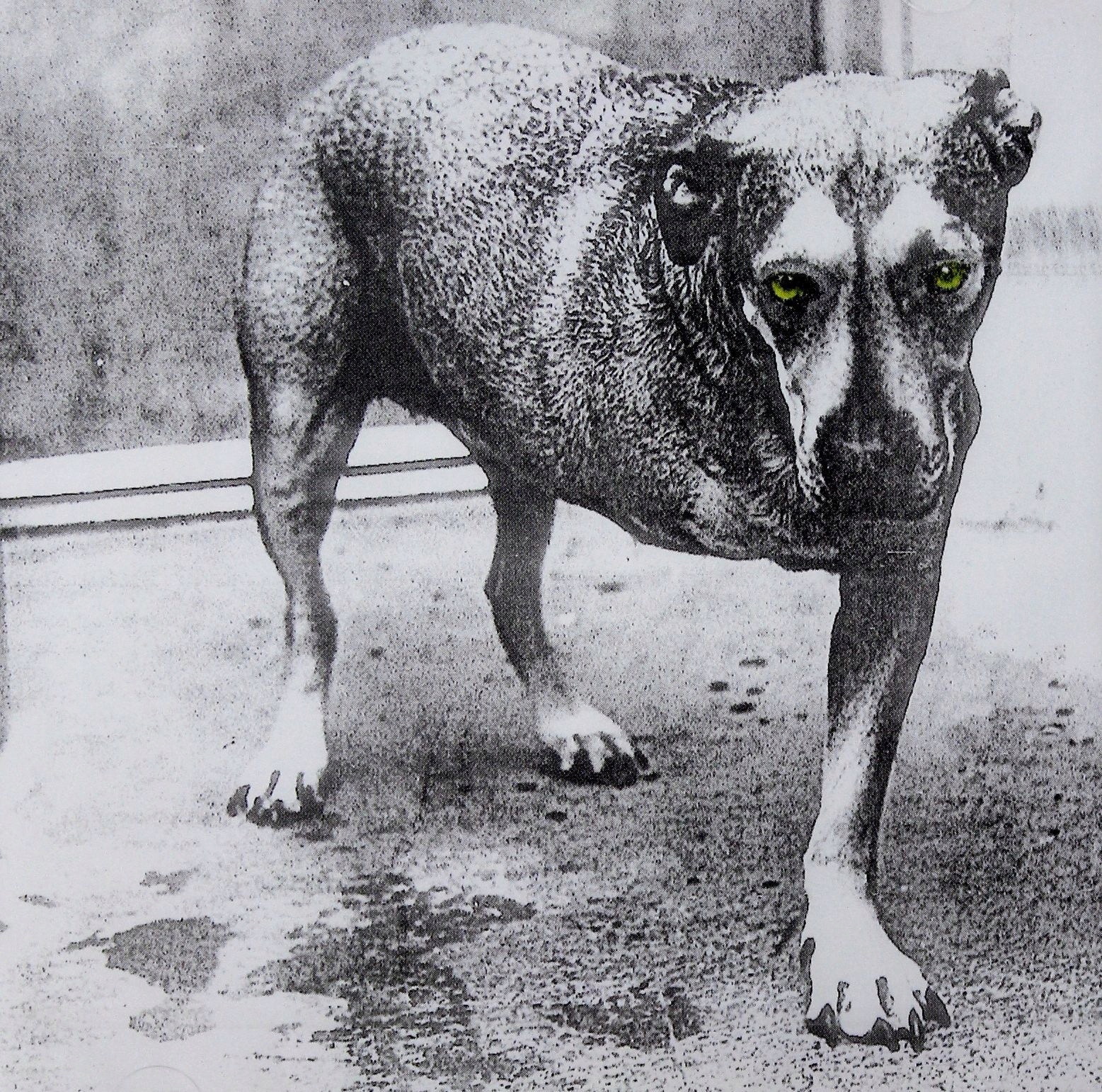 Alice In Chains: Alice In Chains (CD)