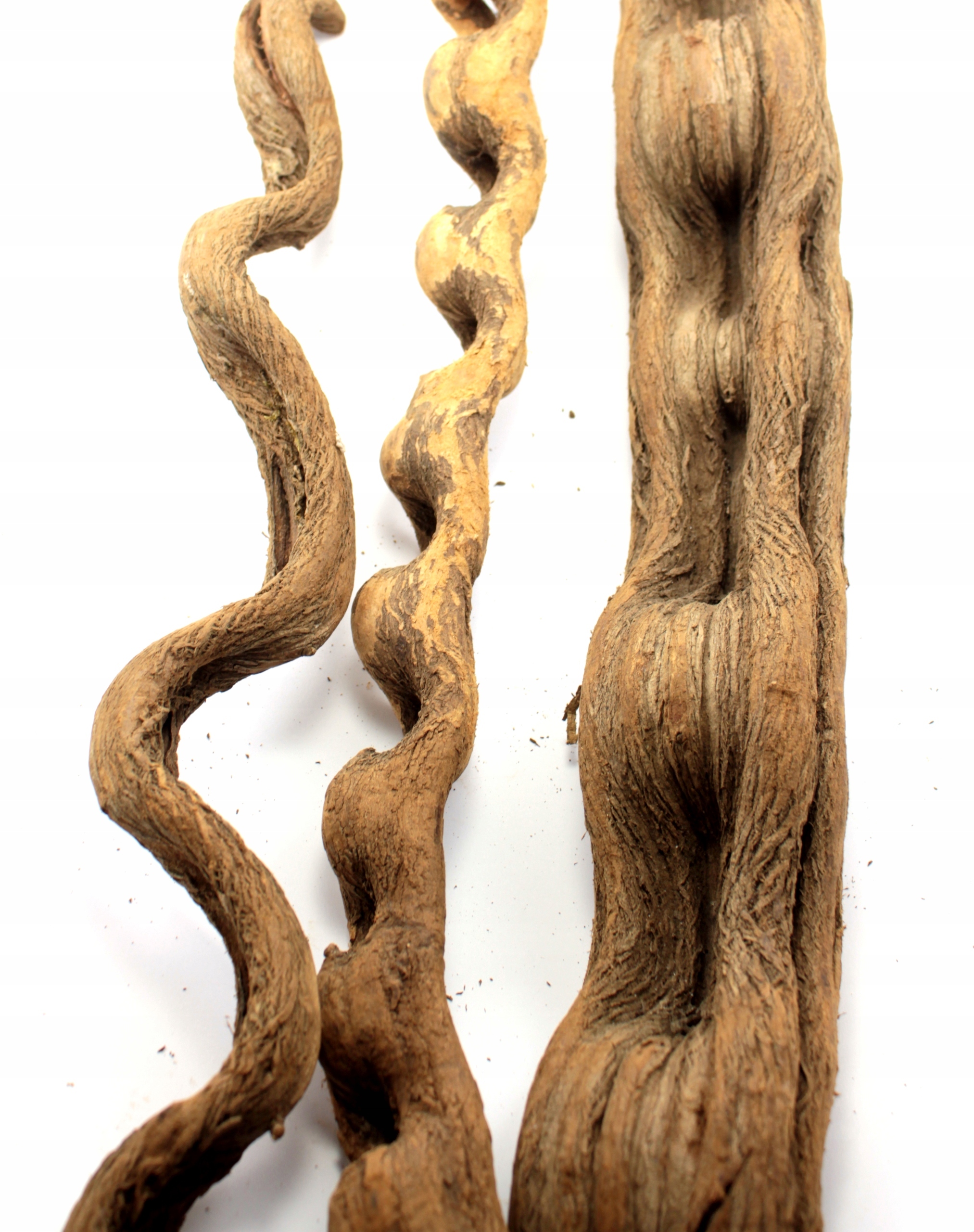 

Liana kręcona 4-6cm 50cm