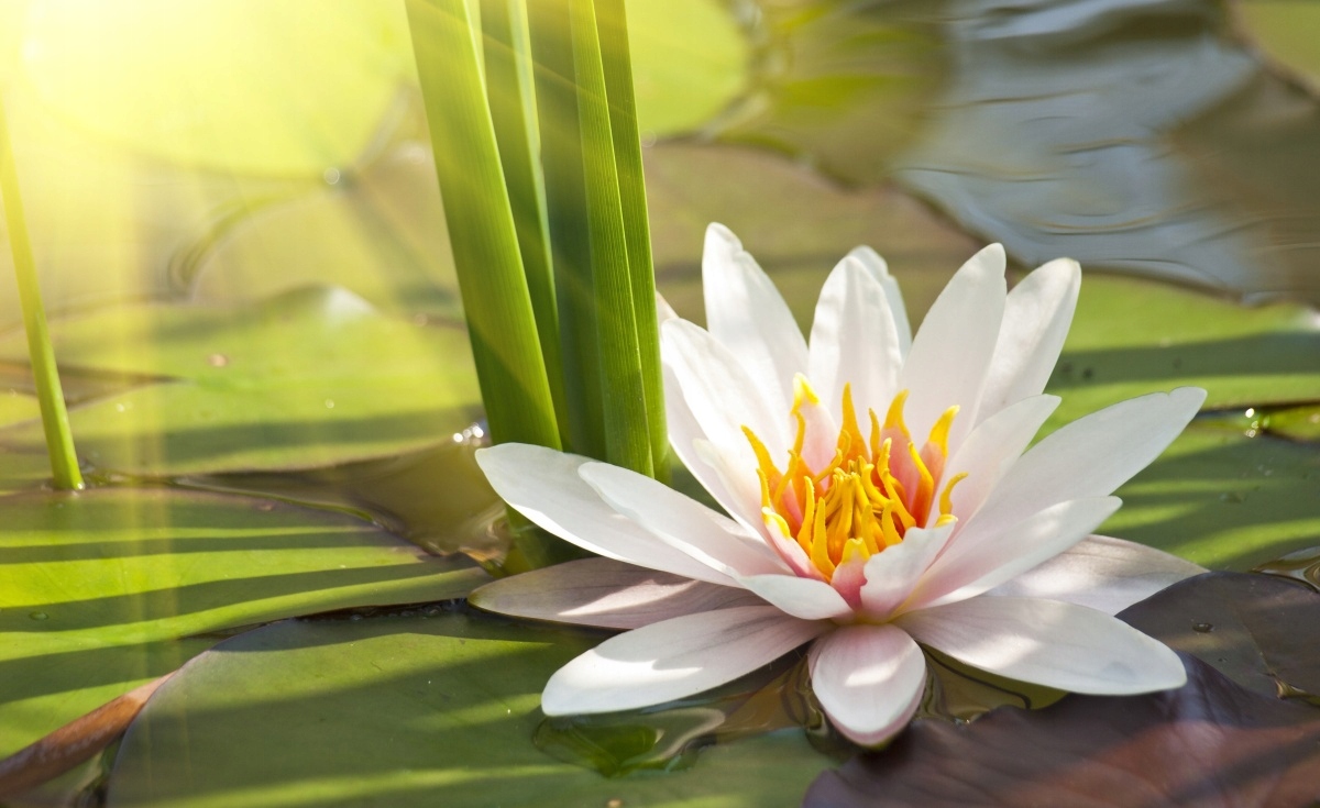 

Fototapeta Flizelinowa Lotos i Staw 416x254