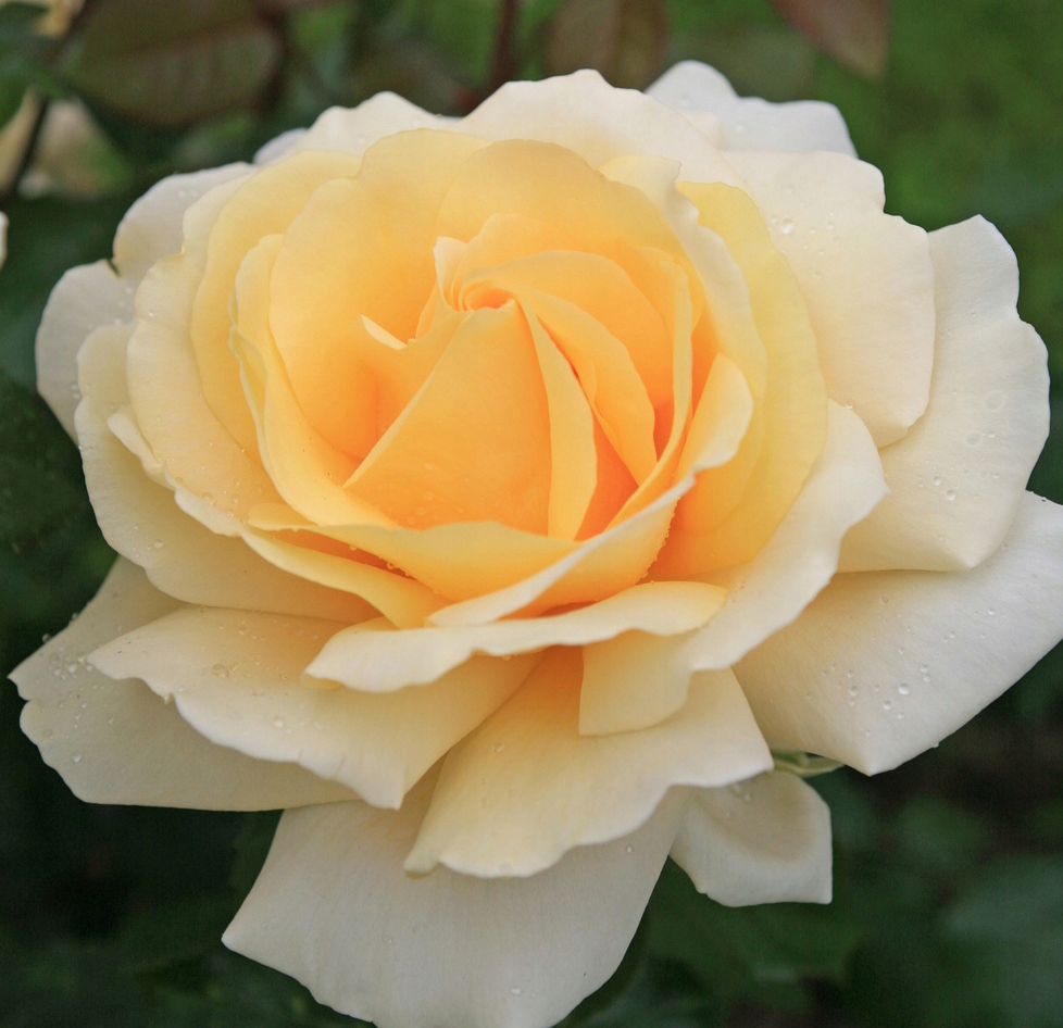 Róża Wielkokwiatowa Winter Sun Kordes