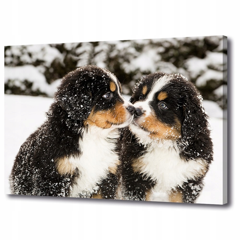 

Canvas obraz w ramie Berneński pies 70x50