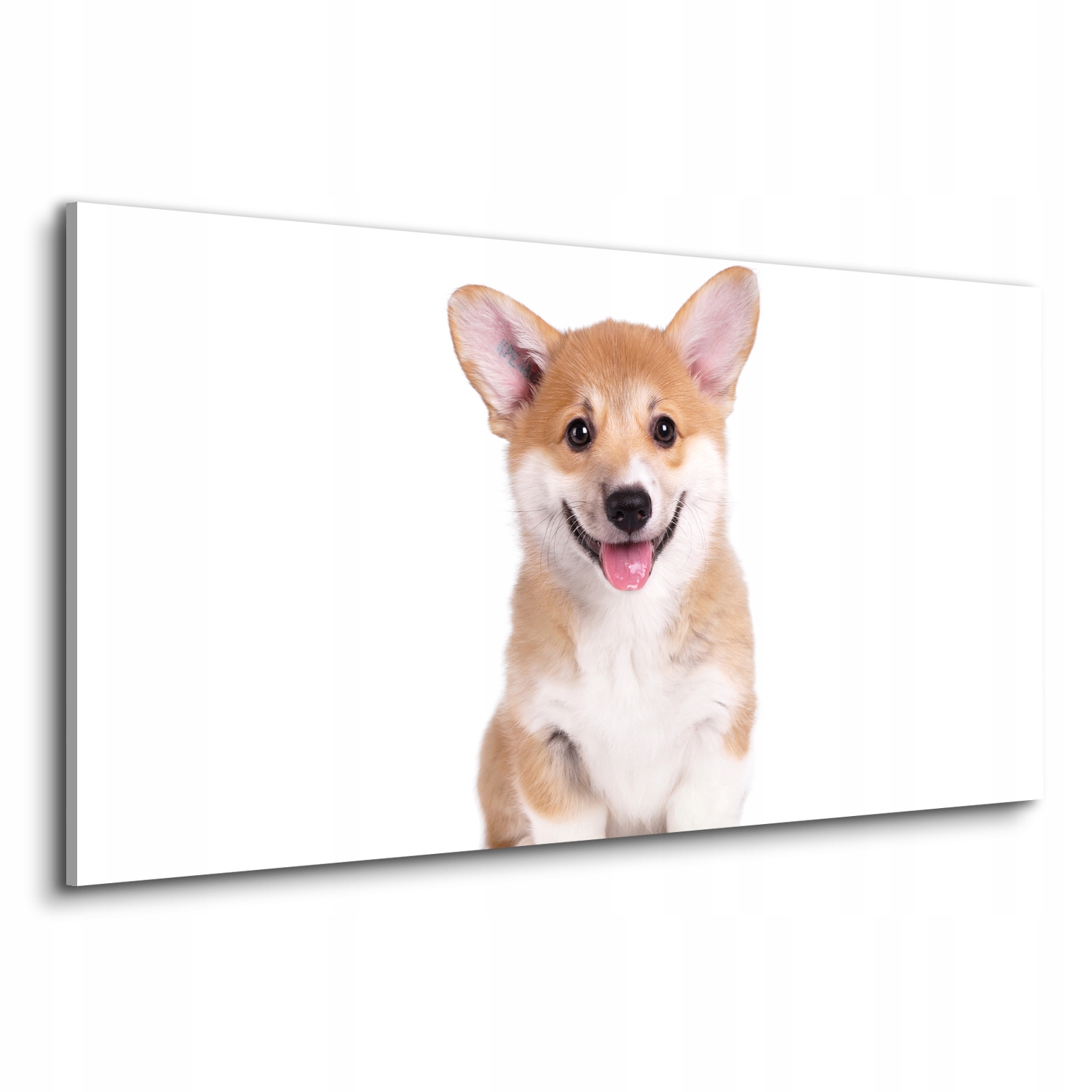 

Foto obraz na płótnie pies corgi szczenię 120x60