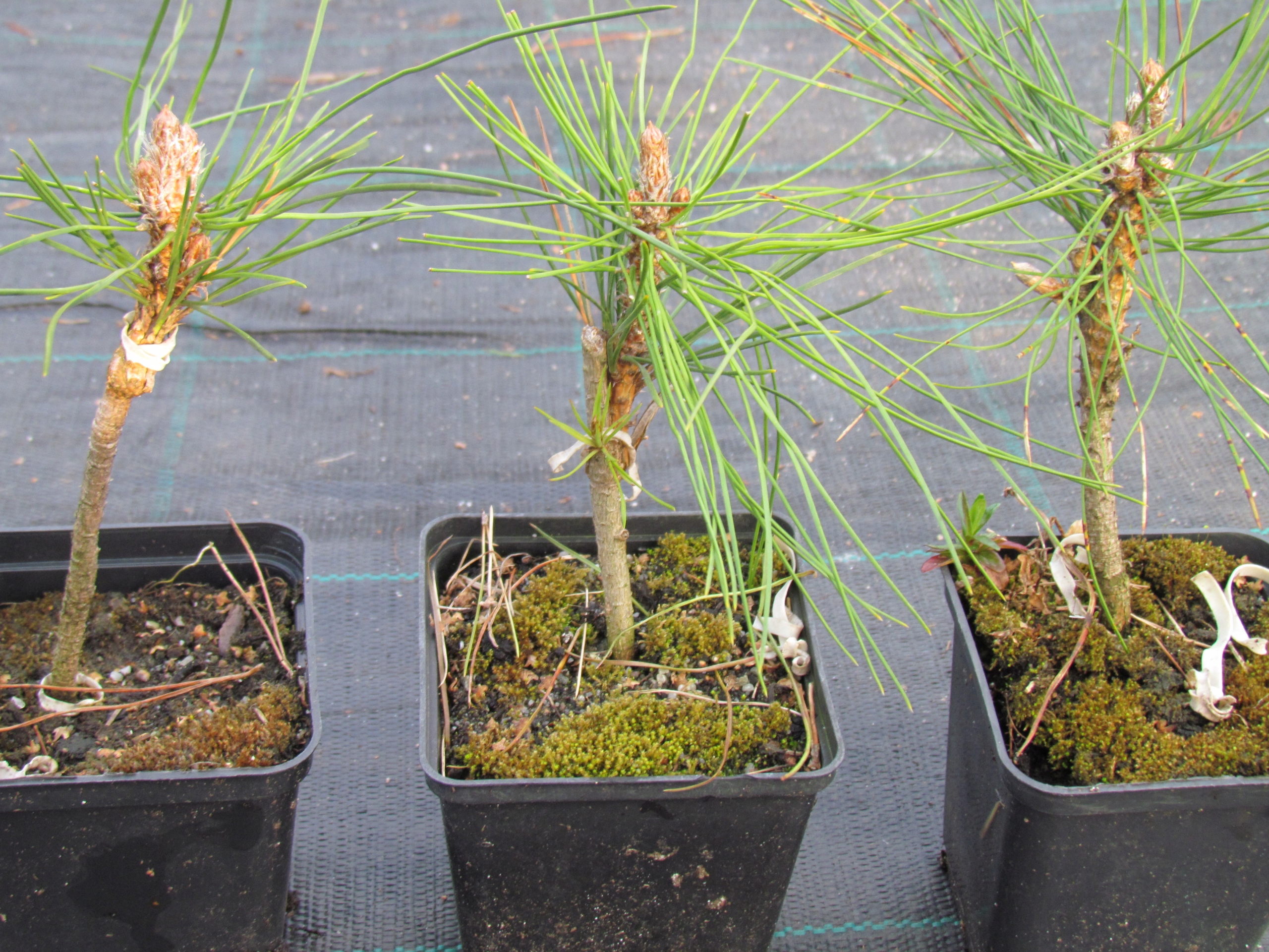 K35 сосна зеленая башня привита P-9 ЧАНЕЦ