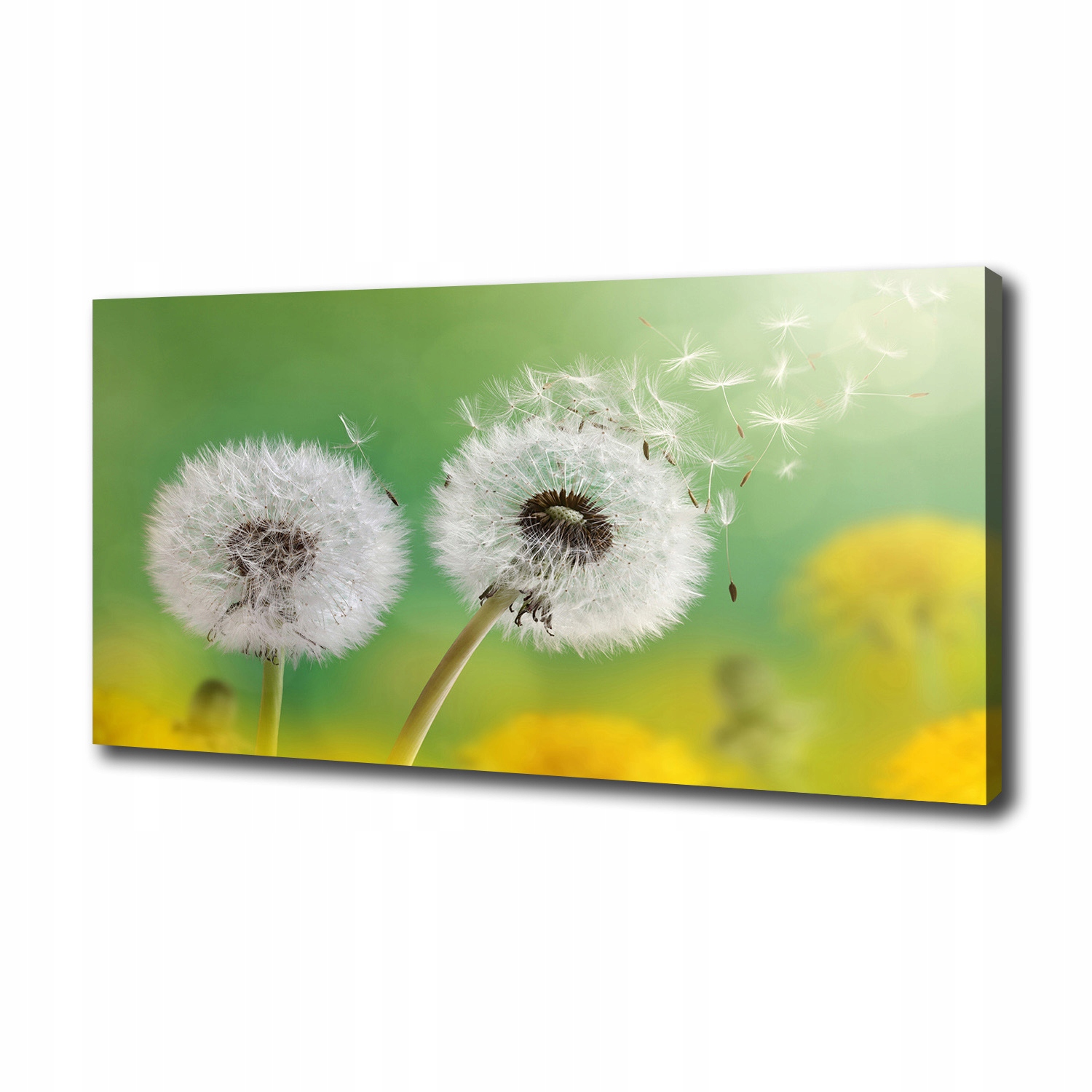 

Foto obraz canvas na ścianę Dmuchawce 100x50 cm