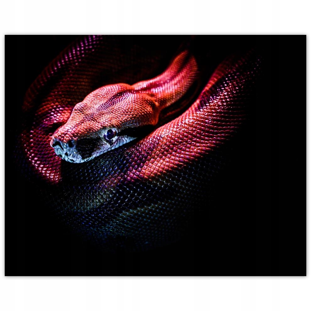 

Plakat 50x40 Zwierzęta Zwierzątka