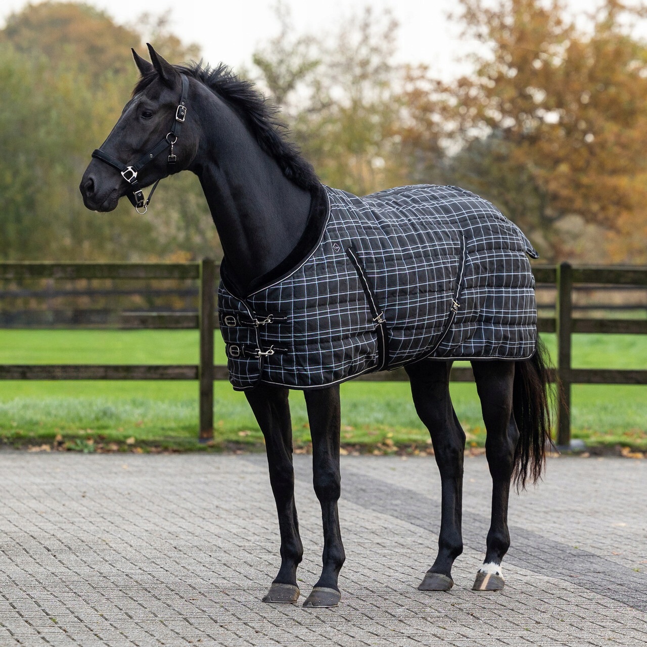 Qhp, Derka stajenna Luxury 250 Gr, Black/check 155