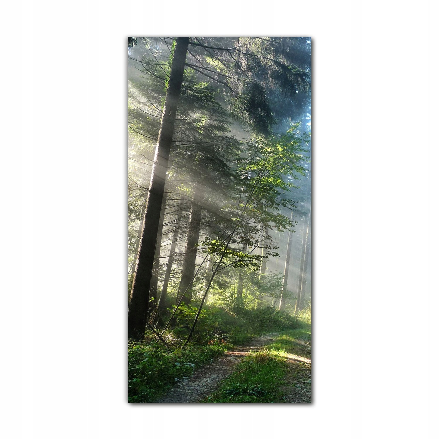 

Foto-obraz na szkle na ścianę 70x140 cm Szlak mgła
