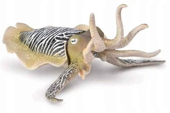 Mątwa pospolita 80009 COLLECTA