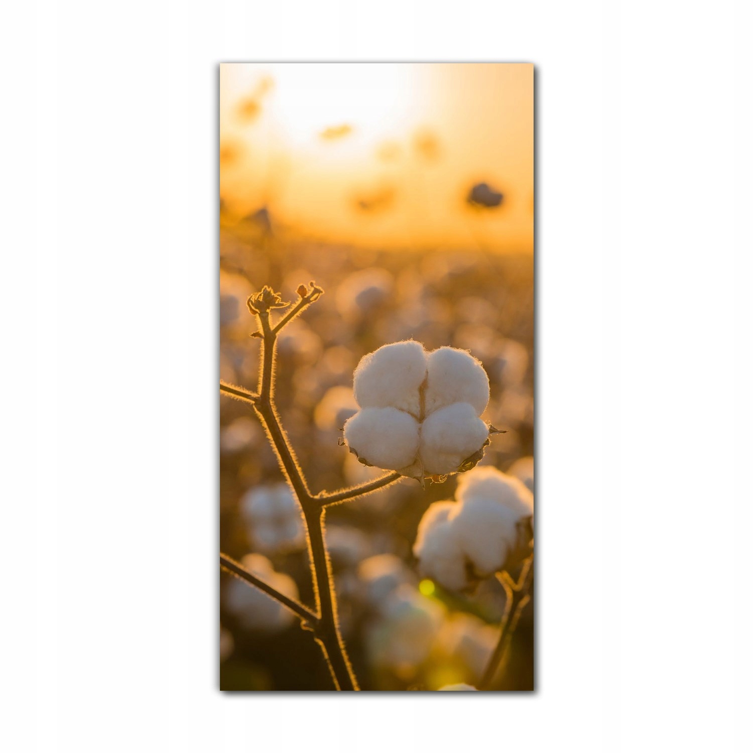 

Foto-obraz na szkle na ścianę 70x140 Pole kwiatów