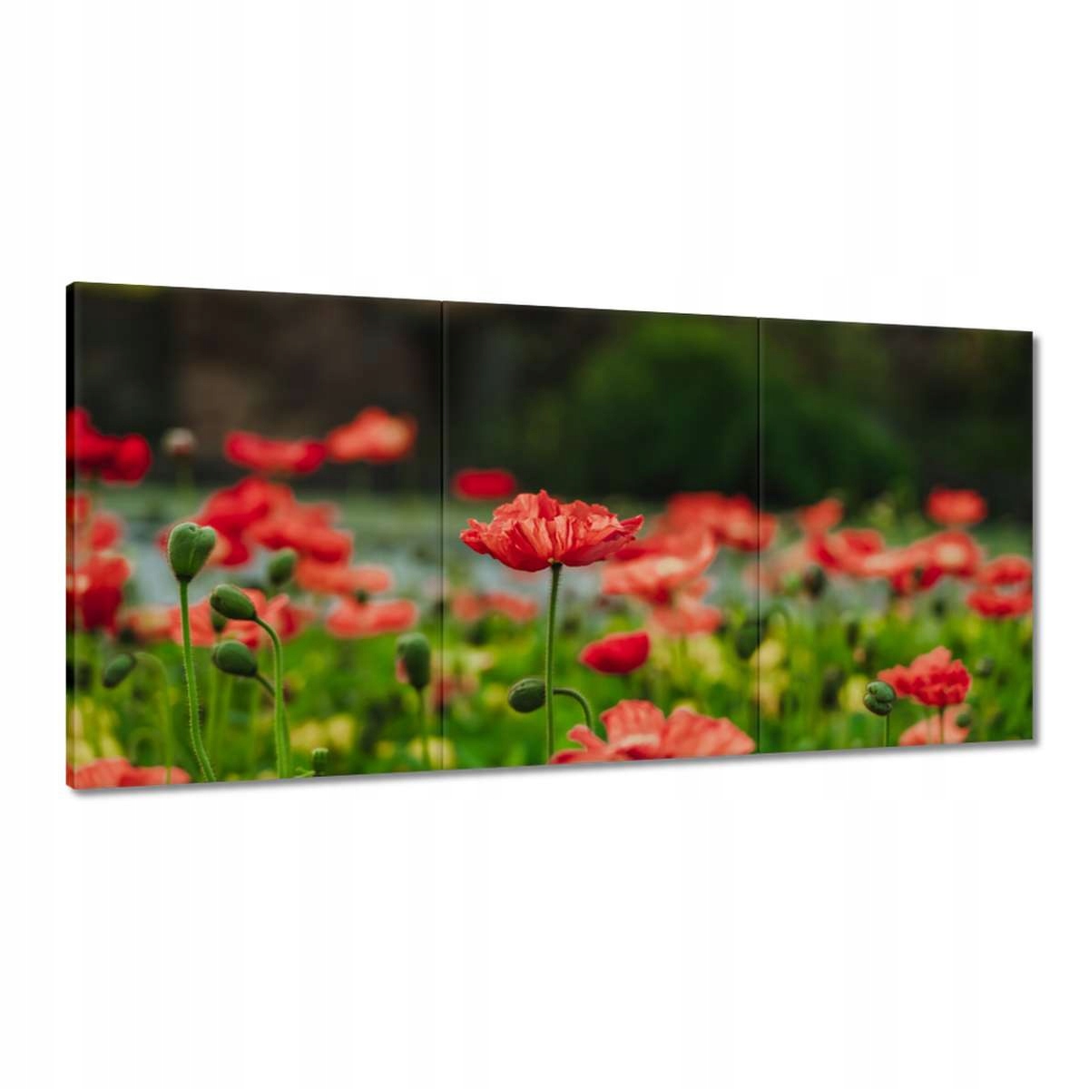 Obrazy 180x90 Mak Maky Kvety