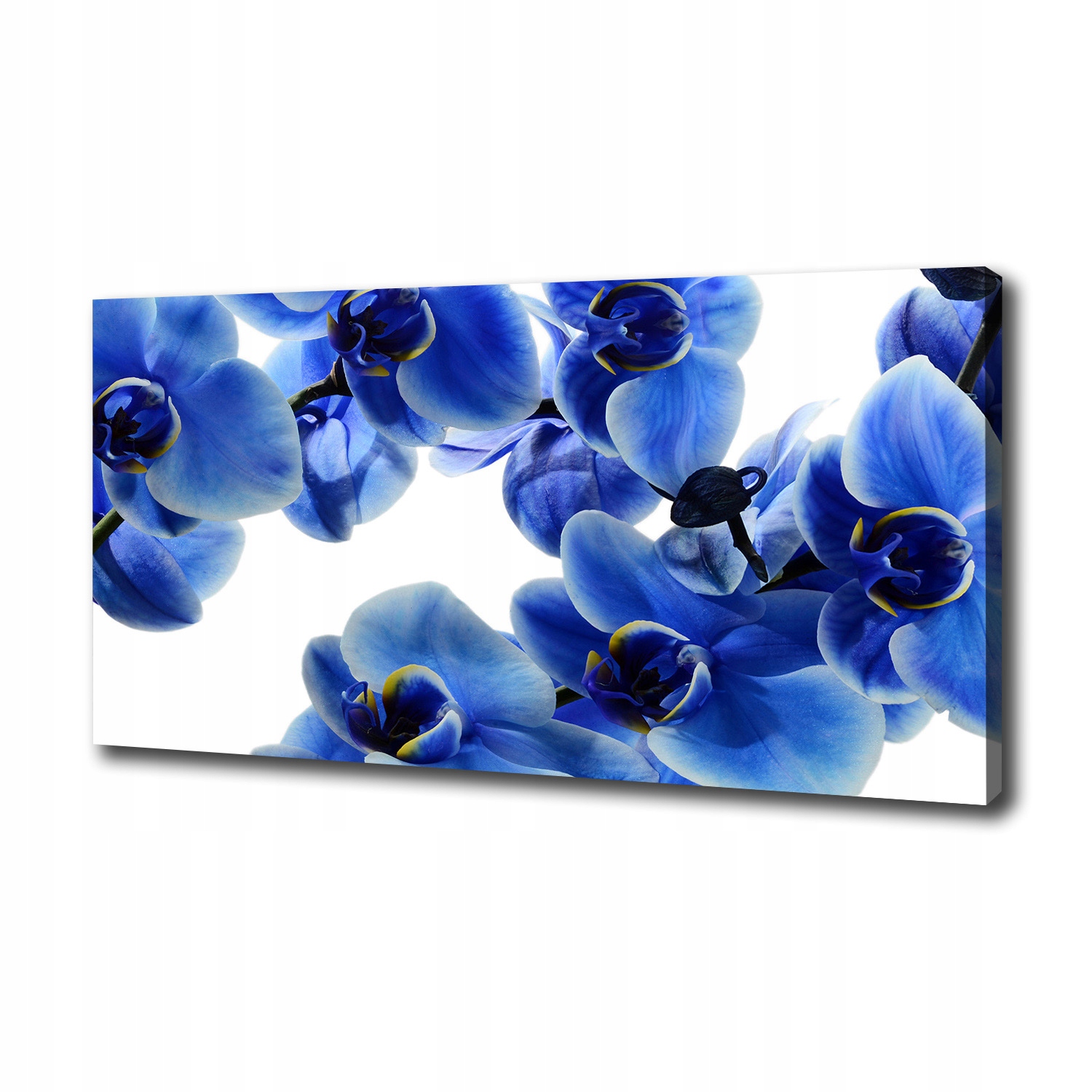 Fotoobraz obraz na plátně Modrá orchidej 125x50 cm