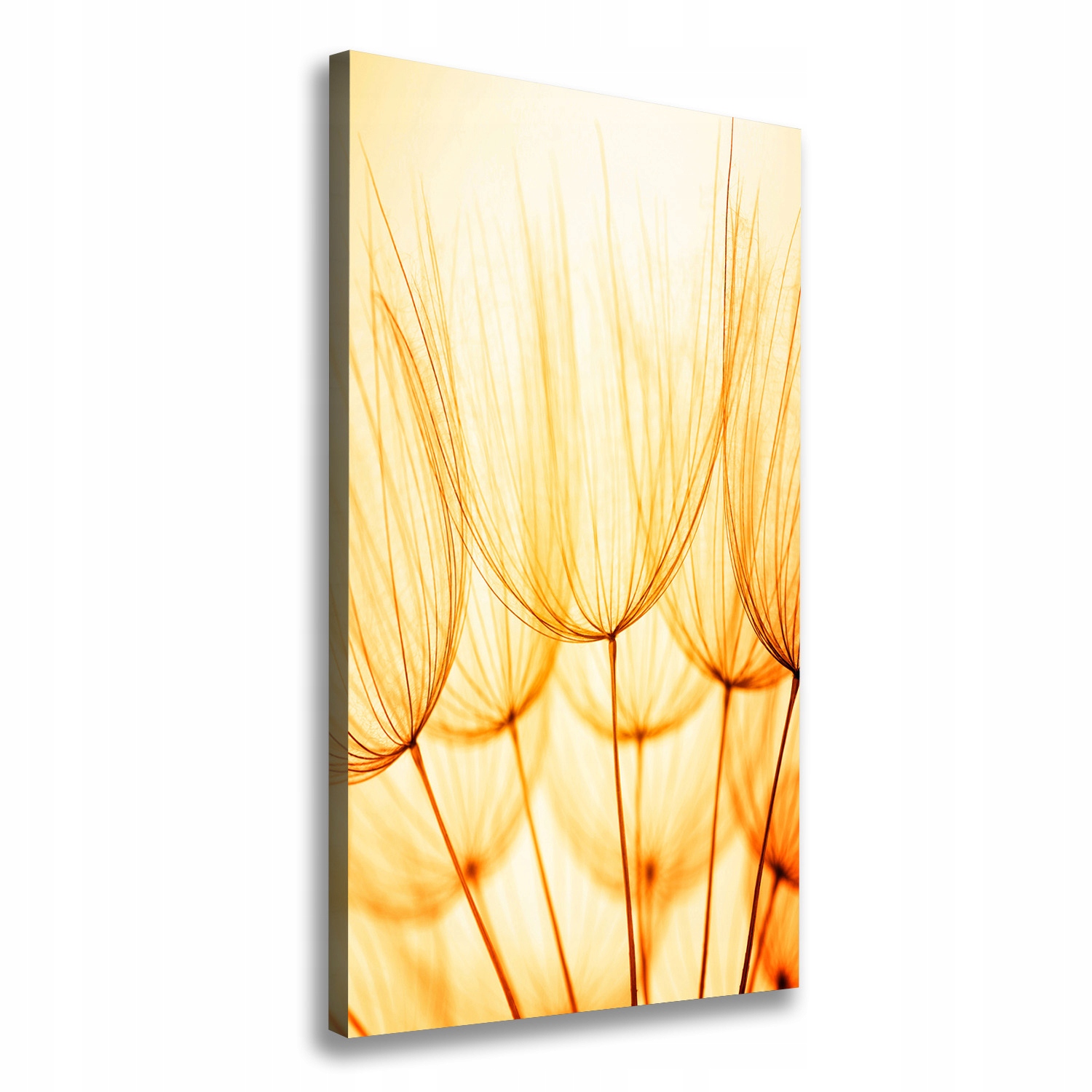 

Foto obraz na płótnie Nasiona dmuchawca 60x120 cm