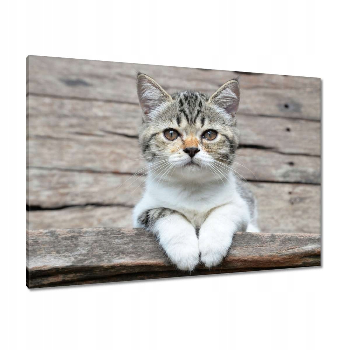 Obrazy 100x70 Kočka Kotě Kočky Kočka