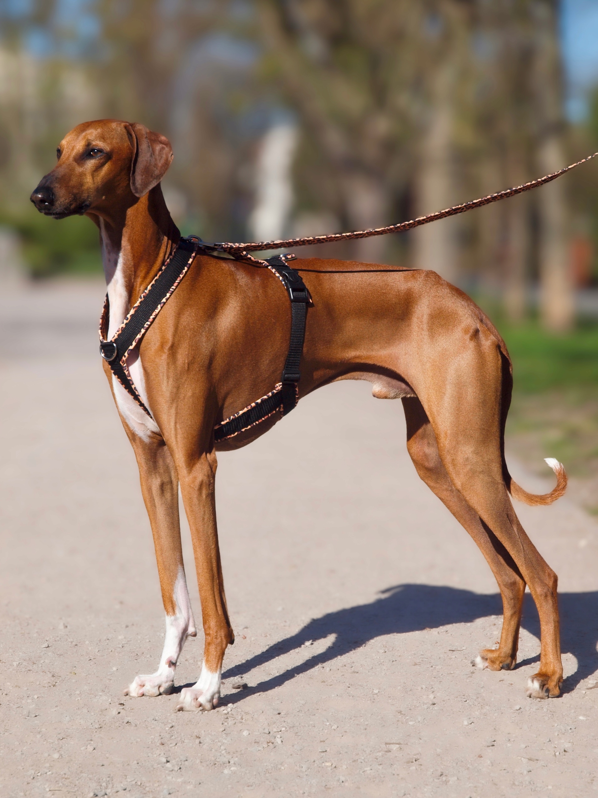 Levně Postroj pro Charta „Wild Safari“