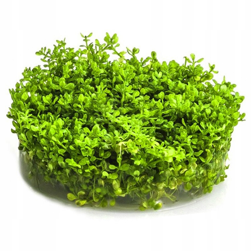 HEMIANTHUS MICRANTHEMOIDES ROŚLINA INVITRO MAŁY KUBEK TRAWNIK DO AKWARIUM