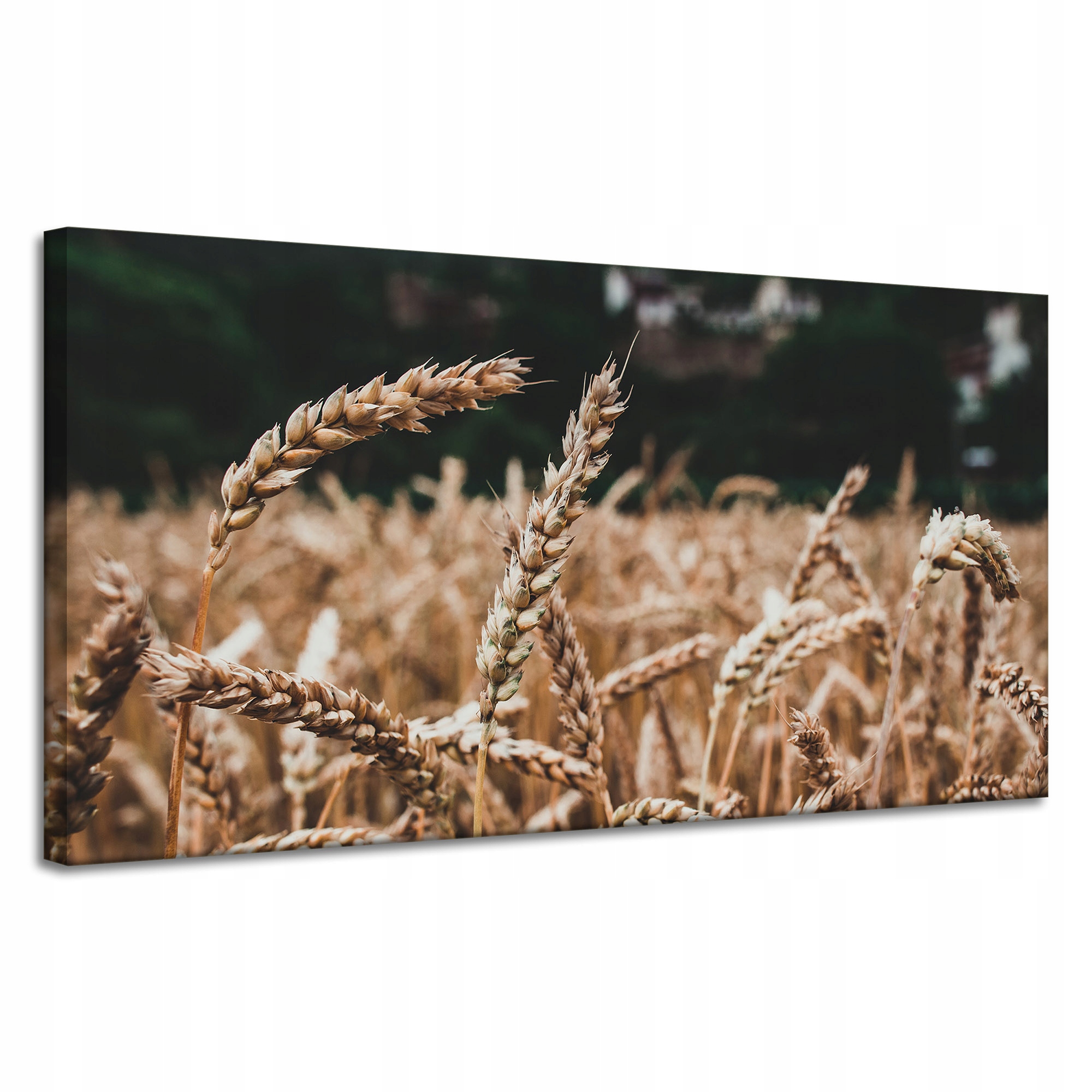 Obraz Canvas Příroda Pole obilí čas sklizně 120x60 cm