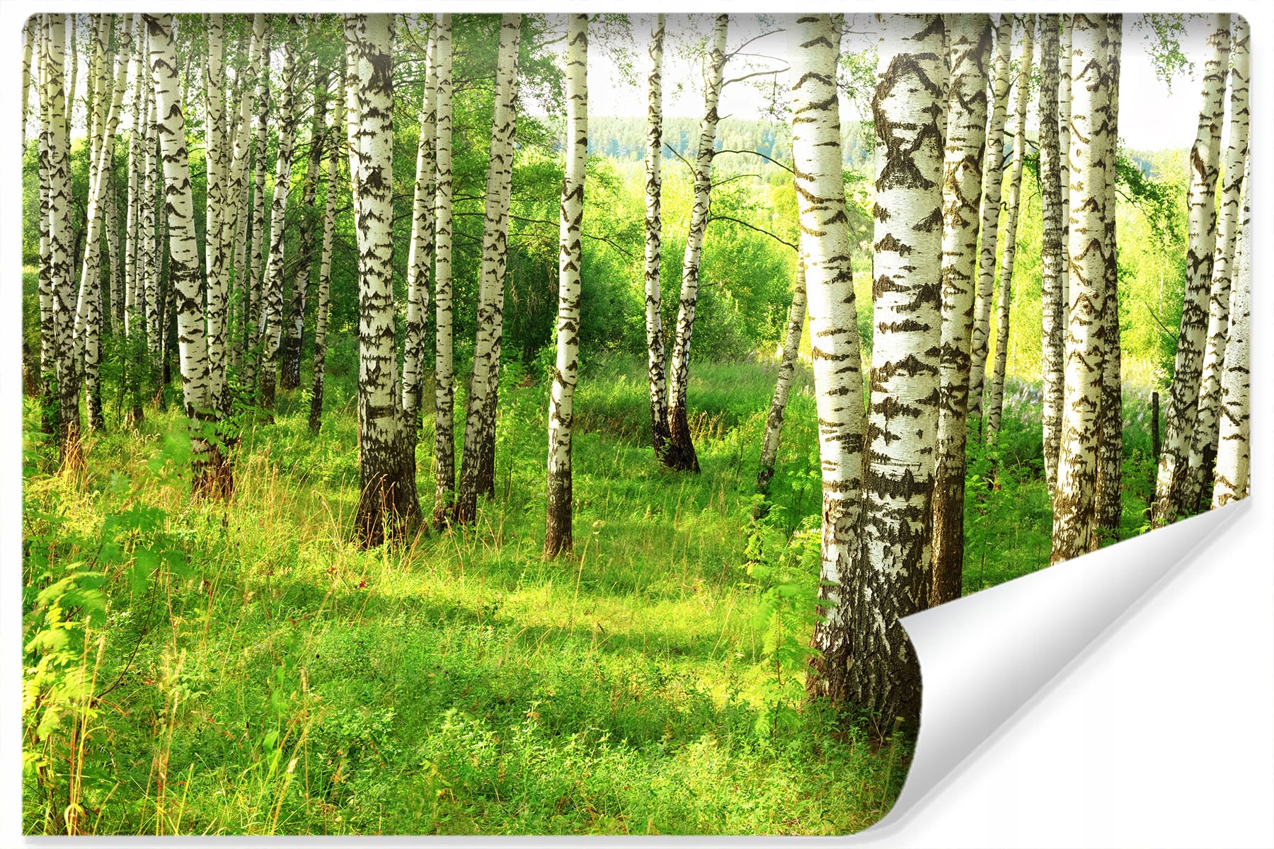 

Fototapeta Las Brzozowy Natura Drzewa 270x405