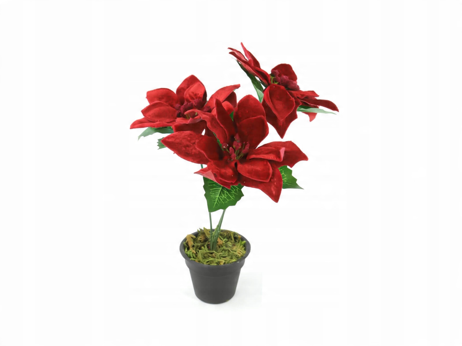 

Gwiazda Betlejemska czerwona w doniczce 30cm