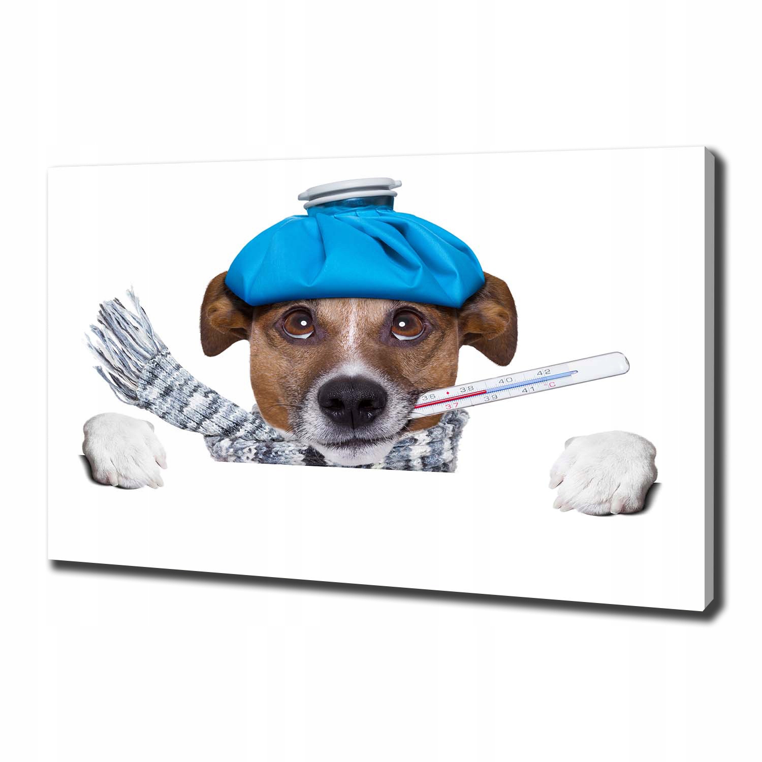 

Foto obraz canvas na ścianę Chory pies 100x70 cm