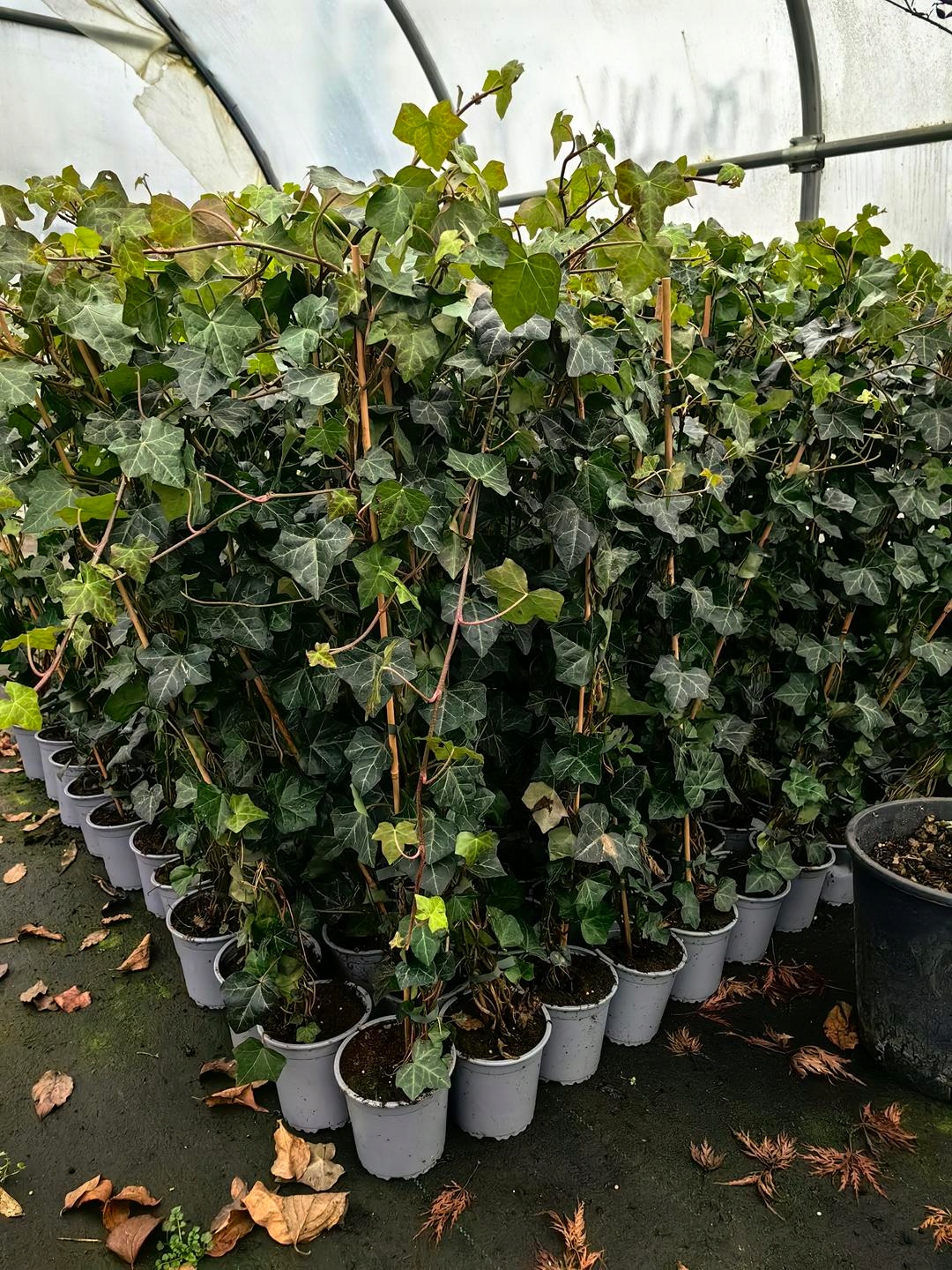 Bluszcz irlandzki - HEDERA HIBERNICA