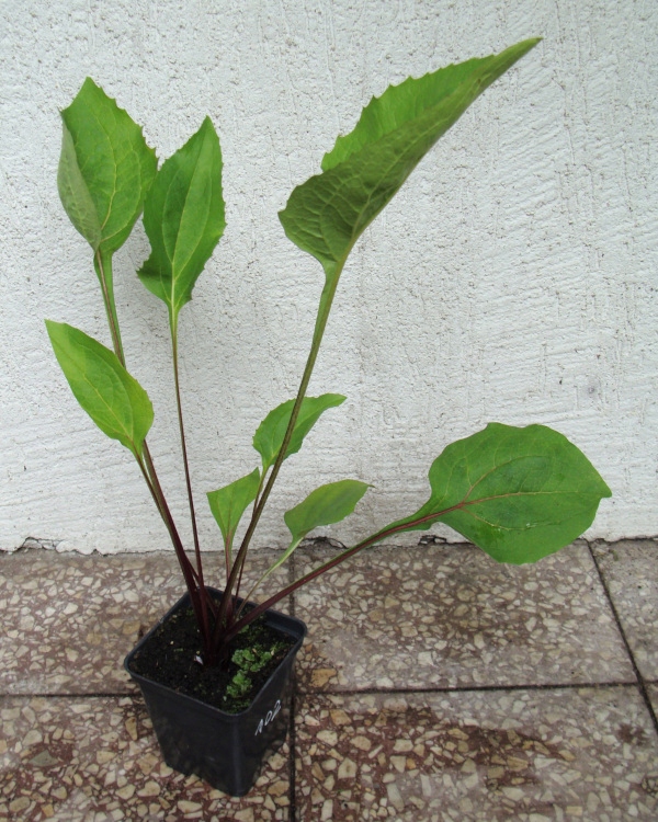 JEŻÓWKA Rubinstern Ruby Star - sadzonki w don. !!! Nazwa łacińska echinacea purpurea
