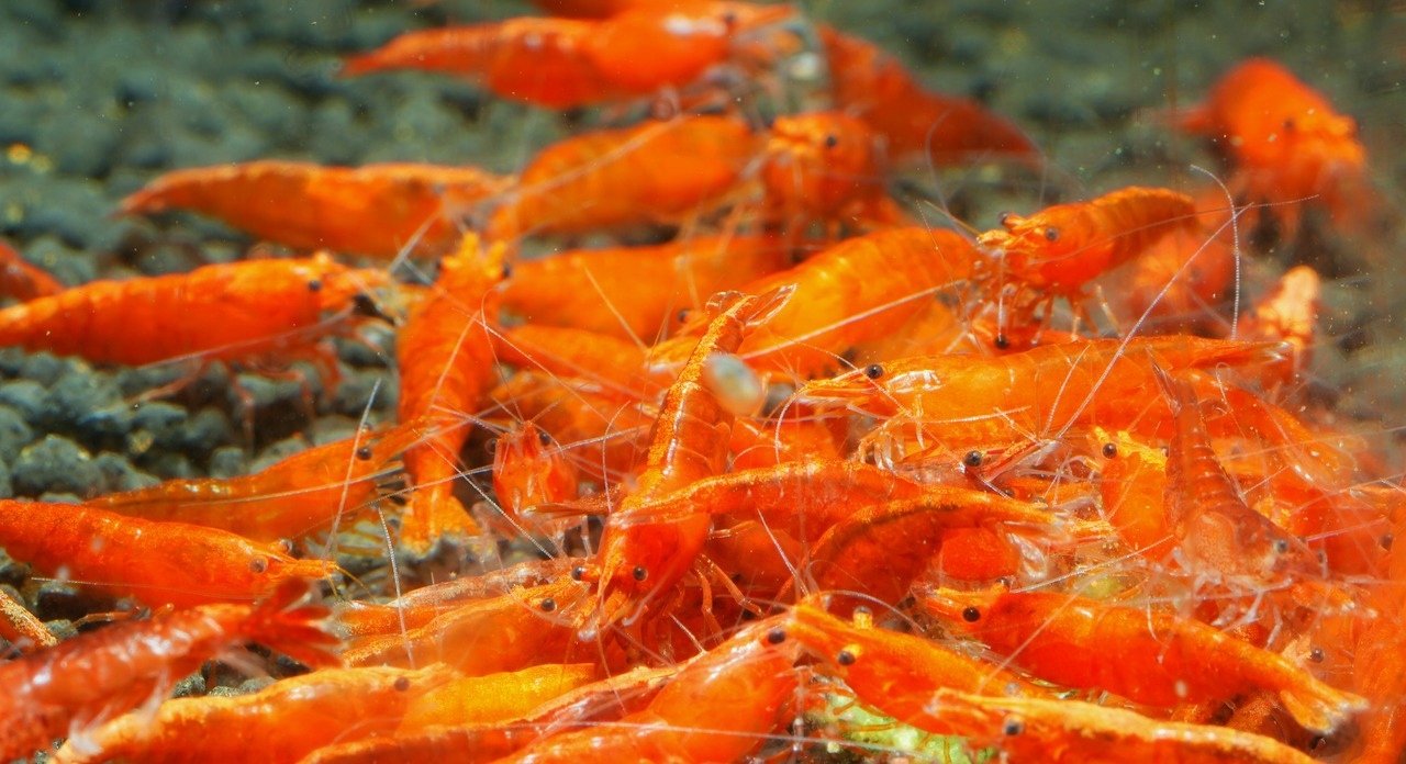 Krewetki Neocaridina Orange