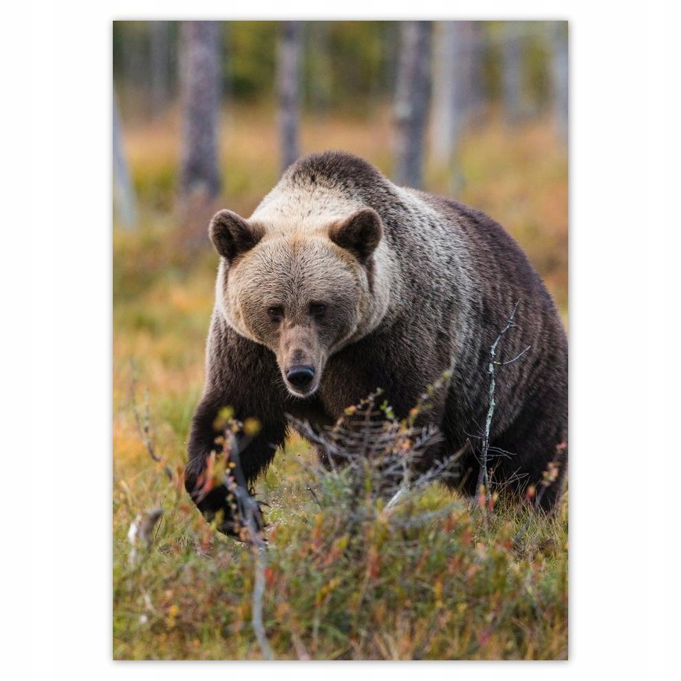 

Naklejki 50x70 Zwierzęta Zwierzątka