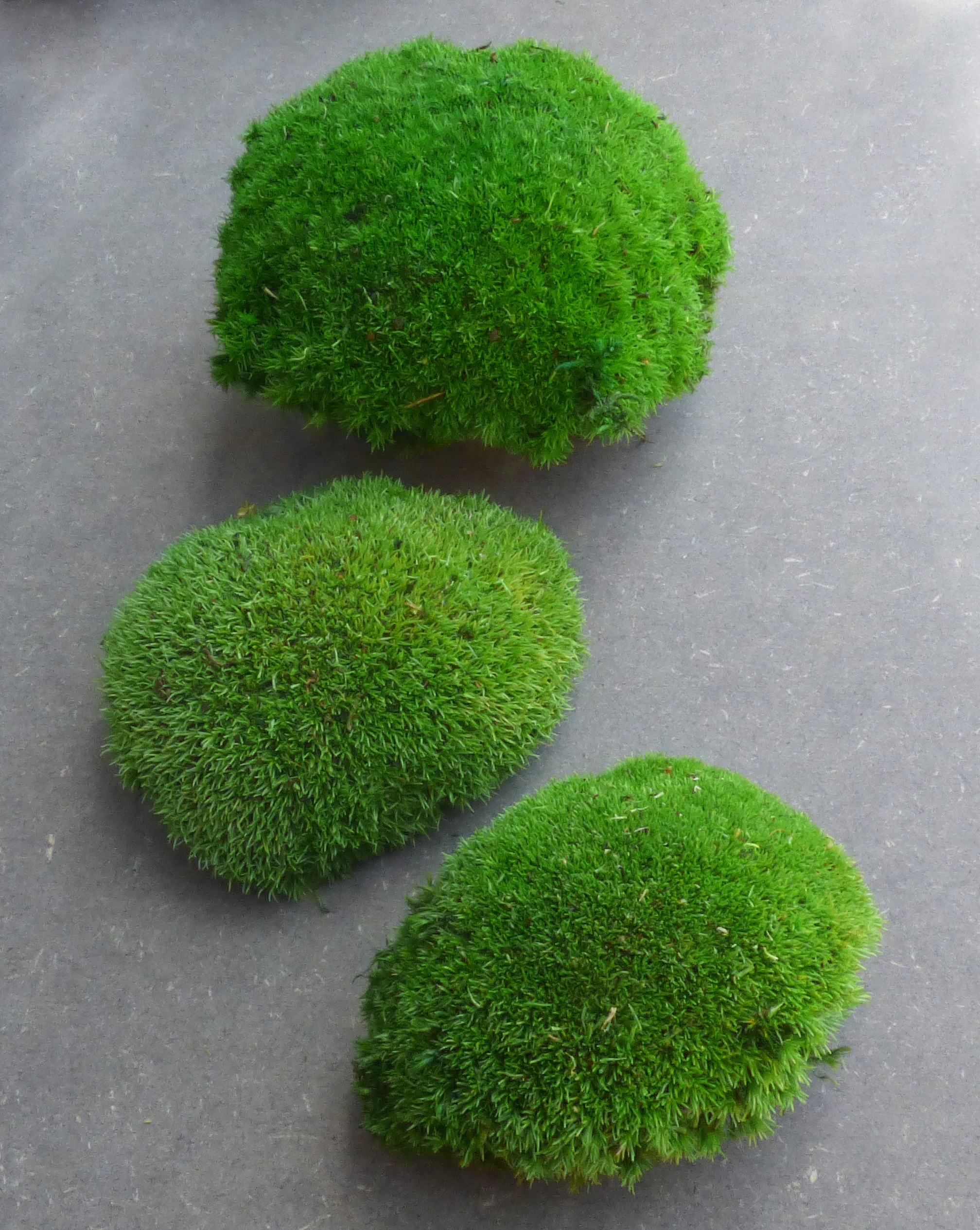 Mech Kępkowy Naturalny PREMIUM Kępka sztuka Kod producenta mkpkmg