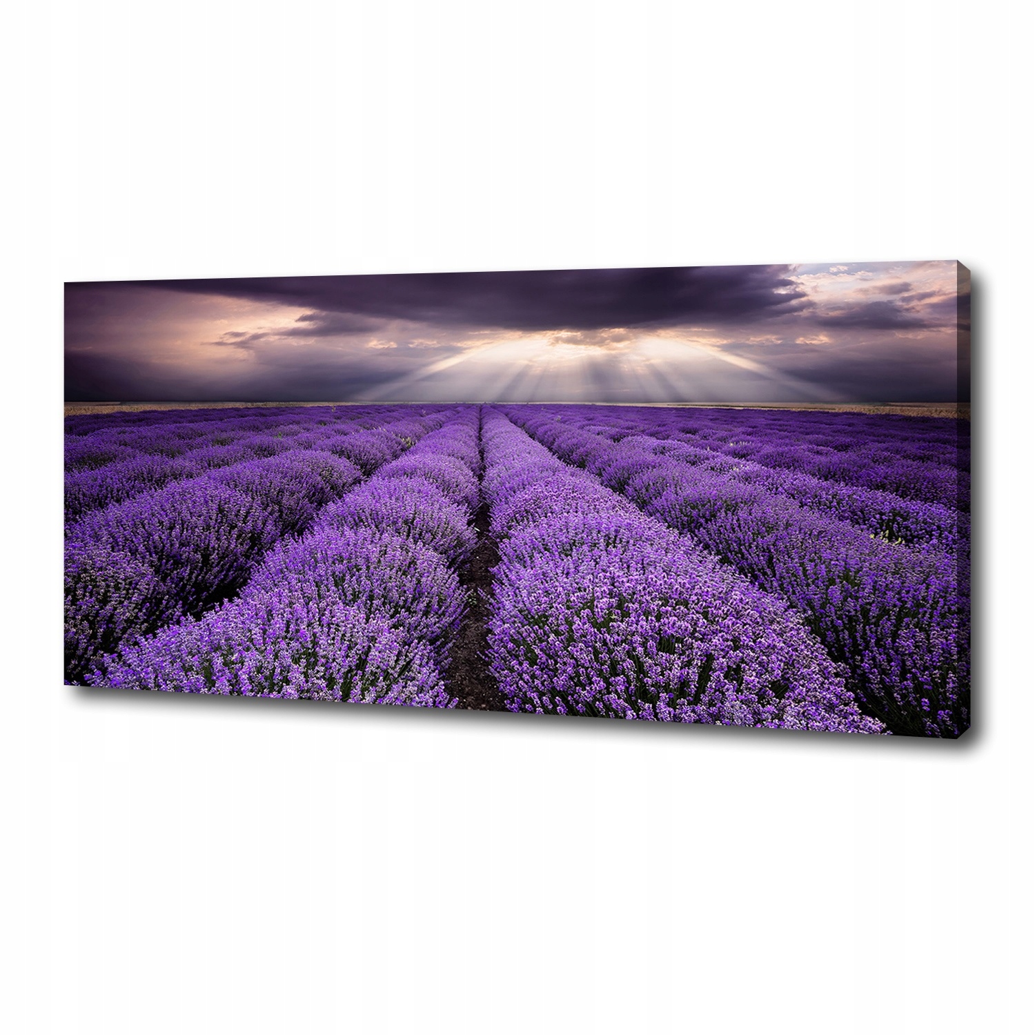 

Foto obraz duży na płótnie Pole lawendy 125x50 cm