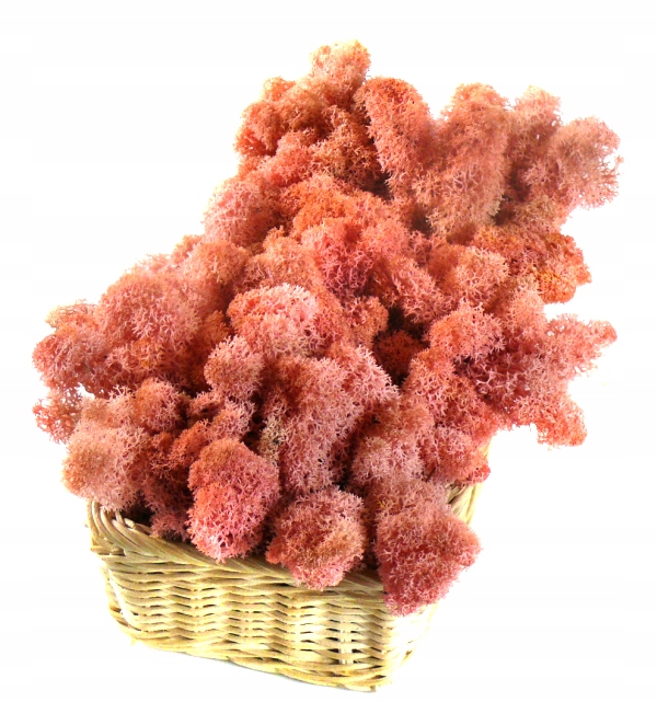 Mech CHROBOTEK RENIFEROWY 50g Pink Marka MyFlowers