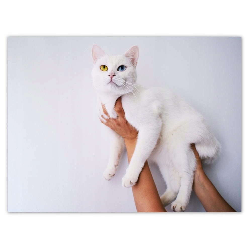 

Plakat 40x30 Piękny kot Kotek
