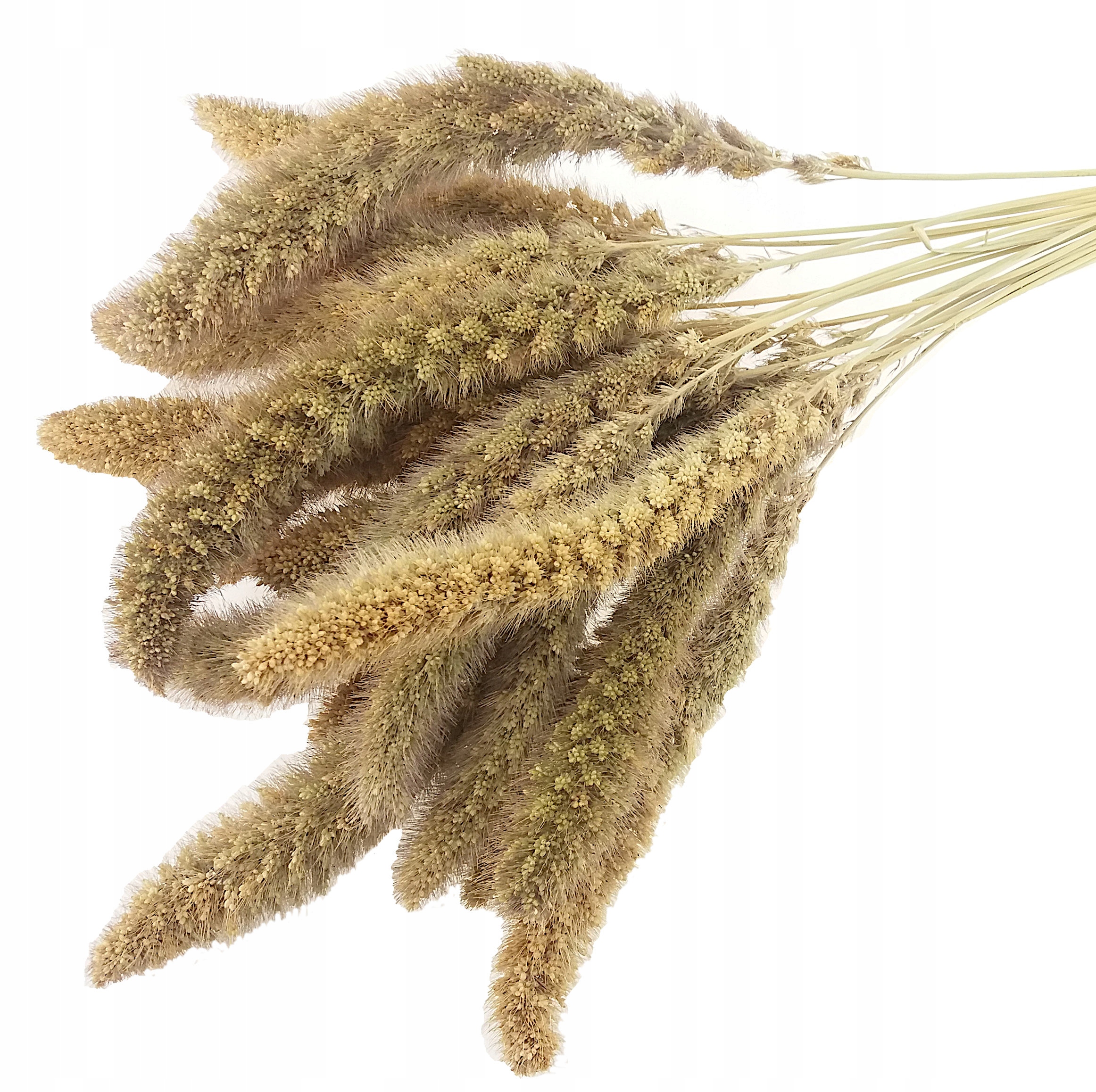 

Włośnica Naturalna suszone kłosy setaria suszki
