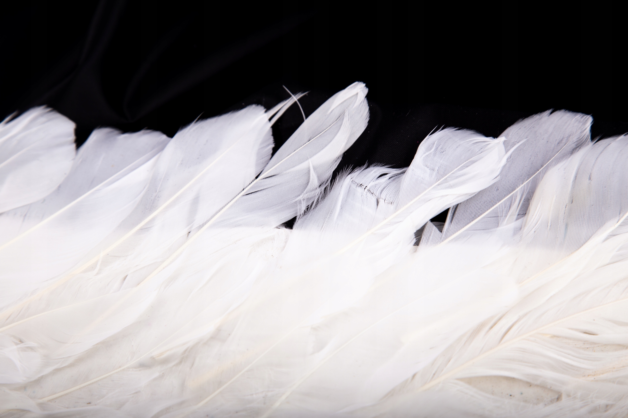 DUŻE BIAŁE SKRZYDŁA ANIOŁA ANIOŁEK JASEŁKA 60x80CM Marka Midex